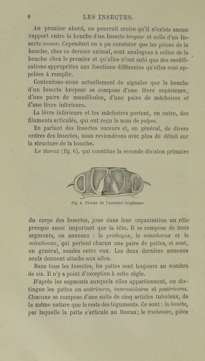 Au premier abord, on pourrail croire qu’il n’existe aucun rapport entre la bouche d’un Insecte broyeur et celle d’un In- secte suceur. Cependant on a pu constater que les pièces de la bouche, chez ce dernier animal, sont analogues à celles de la bouche chez le premier et qu’elles n’ont subi que des modifi- cations appropriées aux fonctions différentes qu’elles sont ap- pelées à remplir. Contentons-nous actuellement de signaler que la bouche d’un Insecte broyeur se compose d’une lèvre supérieure, d’une paire de mandibules, d’une paire de mâchoires et d’une lèvre inférieure. La lèvre inférieure et les mâchoires portent, en outre, des filaments articulés, qui ont reçu le nom de palpes. En parlant des Insectes suceurs et, en général, de divers ordres des Insectes, nous reviendrons avec plus de détail sur la structure de la bouche. Le thorax (fig. 6), qui constitue la seconde division primaire Fig. 6- Thorax de l’Acrocine longimane. du corps des Insectes, joue dans leur organisation un rôle presque aussi important que la tête. 11 se compose de trois segments, ou anneaux : le prothoçax, le mésothorax et le mètathorax, qui portent chacun une paire de pattes, et sont, en général, soudés entre eux. Les deux derniers anneaux seuls donnent attache aux ailes. Dans tous les Insectes, les pattes sont toujours au nombre de six. Il n’y a point d’exception à cette règle. D’après les segments auxquels elles appartiennent, on dis- tingue les pattes en antérieures, intermediaires et postérieures. Chacune se compose d’une suite de cinq articles tubuleux, de la même nature que le reste des téguments. Ce sont : la hanche, par laquelle la patte s’articule au thorax ; le trochanter, pièce