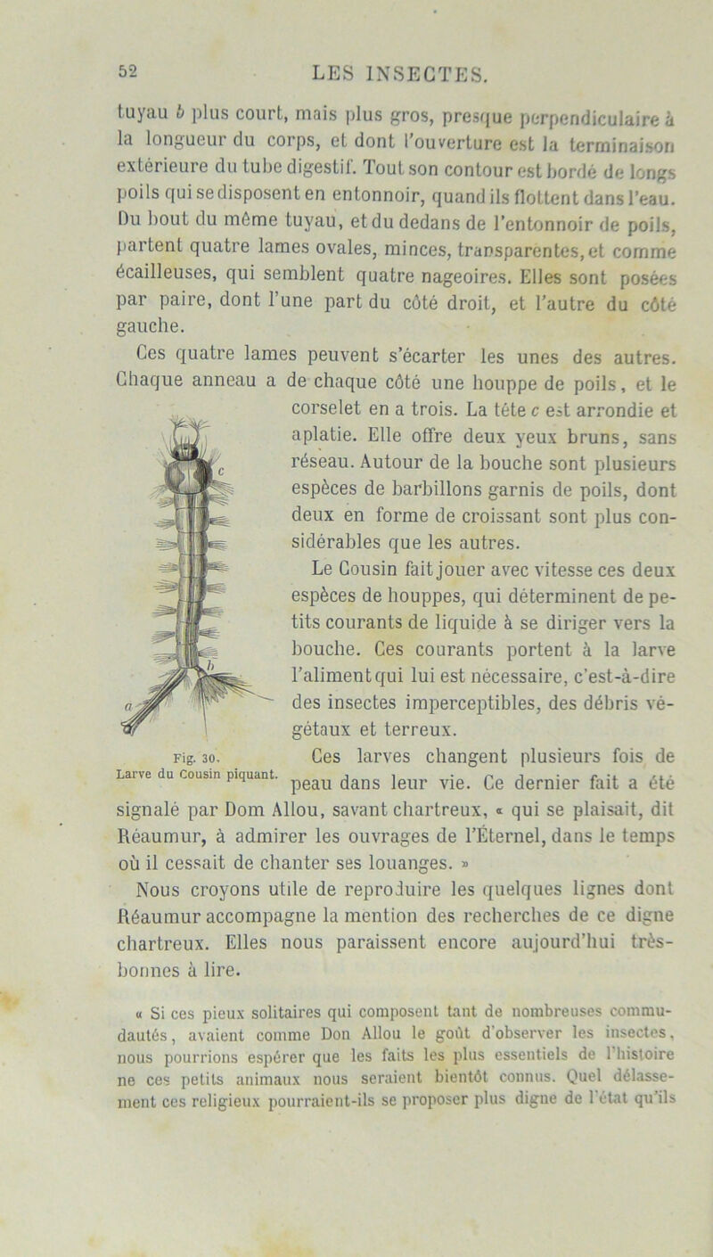 tuyau b plus court, mais plus gros, presque perpendiculaire à la longueur du corps, et dont 1 ouverture est la terminaison extérieure du tube digestif. Tout son contour est bordé de longs poils qui se disposent en entonnoir, quand ils floLtent dans l’eau. Du bout du môme tuyau, et du dedans de l’entonnoir de poils, partent quatre lames ovales, minces, transparentes,et comme écailleuses, qui semblent quatre nageoires. Elles sont posées par paire, dont l’une part du côté droit, et l’autre du côté gauche. Ces quatre lames peuvent s’écarter les unes des autres. Chaque anneau a de chaque côté une houppe de poils, et le corselet en a trois. La tête c est arrondie et aplatie. Elle offre deux yeux bruns, sans réseau. Autour de la bouche sont plusieurs espèces de barbillons garnis de poils, dont deux en forme de croissant sont plus con- sidérables que les autres. Le Cousin fait jouer avec vitesse ces deux espèces de houppes, qui déterminent de pe- tits courants de liquide à se diriger vers la bouche. Ces courants portent à la larve l’aliment qui lui est nécessaire, c’est-à-dire des insectes imperceptibles, des débris vé- gétaux et terreux. Fig. 30. Ces larves changent plusieurs fois de Lane du cousin piquant. peau c[ans ]eur vie. Qe dernier fait a été signalé par Dom Allou, savant chartreux, « qui se plaisait, dit Réaumur, à admirer les ouvrages de l’Éternel, dans le temps où il cessait de chanter ses louanges. » Nous croyons utile de reproduire les quelques lignes dont Réaumur accompagne la mention des recherches de ce digne chartreux. Elles nous paraissent encore aujourd’hui très- bonnes à lire. « Si ces pieux solitaires qui composent tant de nombreuses cornmu- dautés, avaient comme Don Allou le goût d'observer les insectes, nous pourrions espérer que les faits les plus essentiels de 1 histoire ne ces petits animaux nous seraient bientôt connus. Quel délasse- ment ces religieux pourraient-ils se proposer plus digne de 1 état qu’ils