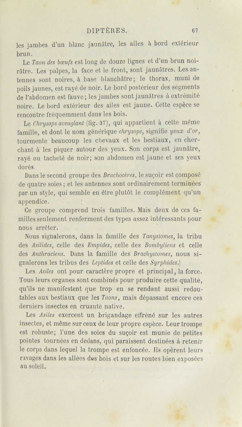 les jambes d’un blanc jaunâtre, les ailes à bord extérieur brun. Le Taon des bœufs est long de douze lignes et d’un brun noi- râtre. Les palpes, la face et le front, sont jaunâtres. Les an- tennes sont noires, à base blanchâtre; le thorax, muni de poils jaunes, est rayé de noir. Le bord postérieur des segments de l’abdomen est fauve; les jambes sont jaunâtres à extrémité noire. Le bord extérieur des ailes est jaune. Cette espèce se rencontre fréquemment dans les bois. Le Chrysops aveuglant (fig. 37), qui appartient à cette même famille, et dont le nom générique chrysops, signifie yeux d'or, tourmente beaucoup les chevaux et les bestiaux, en cher- chant à les piquer autour des yeux. Son corps est jaunâtre, rayé ou tacheté de noir; son abdomen est jaune et ses yeux dorés. Dans le second groupe des Brachocères, le suçoir est composé de quatre soies; et les antennes sont ordinairement terminées par un style, qui semble en être plutôt le complément qu’un appendice. Ce groupe comprend trois familles. Mais deux de ces fa- milles seulement renferment des types assez intéressants pour nous arrêter. Nous signalerons, dans la famille des Tanyslomes, la tribu des Asilides, celle des Empides, celle des Bombyliens et celle des Anthraciens. Dans la famille des Brachysiomes, nous si- gnalerons les tribus des Leptides et celle des Syrphides.\ Les Asiles ont pour caractère propre et principal, la force. Tous leurs organes sont combinés pour produire cette qualité, qu’ils ne manifestent que trop en se rendant aussi redou- tables aux bestiaux que les Taons, mais dépassant encore ces derniers insectes en cruauté native. Les Asiles exercent un brigandage effréné sur les autres insectes, et même sur ceux de leur propre espèce. Leur trompe est robuste; l’une des soies du suçoir est munie de petites pointes tournées en dedans, qui paraissent destinées à retenir le corps dans lequel la trompe est enfoncée. Ils opèrent leurs ravages dans les allées des bois et sur les routes bien exposées au soleil.