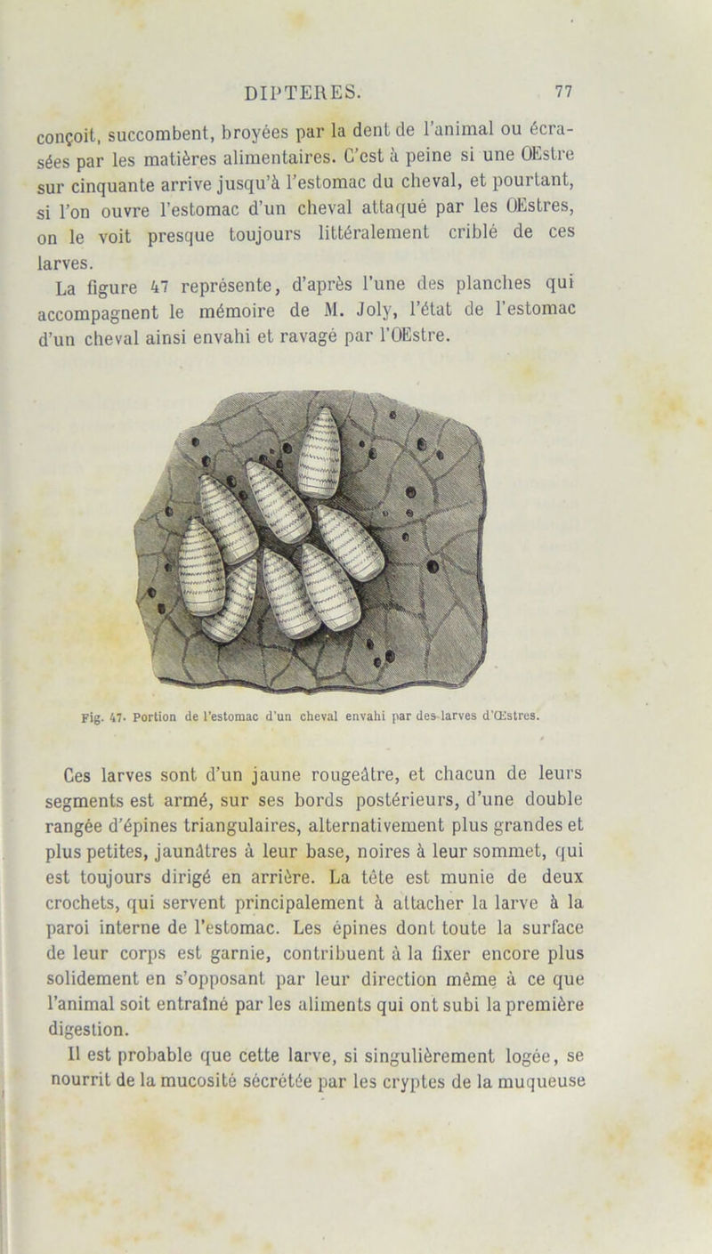 conçoit, succombent, broyées par la dent de l’animal ou écra- sées par les matières alimentaires. C’est à peine si une OEstre sur cinquante arrive jusqu’à l’estomac du cheval, et pourtant, si l’on ouvre l’estomac d’un cheval attaqué par les OEstres, on le voit presque toujours littéralement criblé de ces larves. La figure 47 représente, d’après l’une des planches qui accompagnent le mémoire de M. Joly, l’état de l’estomac d’un cheval ainsi envahi et ravagé par l’OEstre. Fig- 47. Portion de l’estomac d'un cheval envahi par des- larves d'Œstres. Ces larves sont d’un jaune rougeâtre, et chacun de leurs segments est armé, sur ses bords postérieurs, d’une double rangée d’épines triangulaires, alternativement plus grandes et plus petites, jaunâtres à leur base, noires à leur sommet, qui est toujours dirigé en arrière. La tête est munie de deux crochets, qui servent principalement à attacher la larve à la paroi interne de l’estomac. Les épines dont toute la surface de leur corps est garnie, contribuent à la fixer encore plus solidement en s’opposant par leur direction môme à ce que l’animal soit entraîné par les aliments qui ont subi la première digestion. Il est probable que cette larve, si singulièrement logée, se nourrit de la mucosité sécrétée par les cryptes de la muqueuse