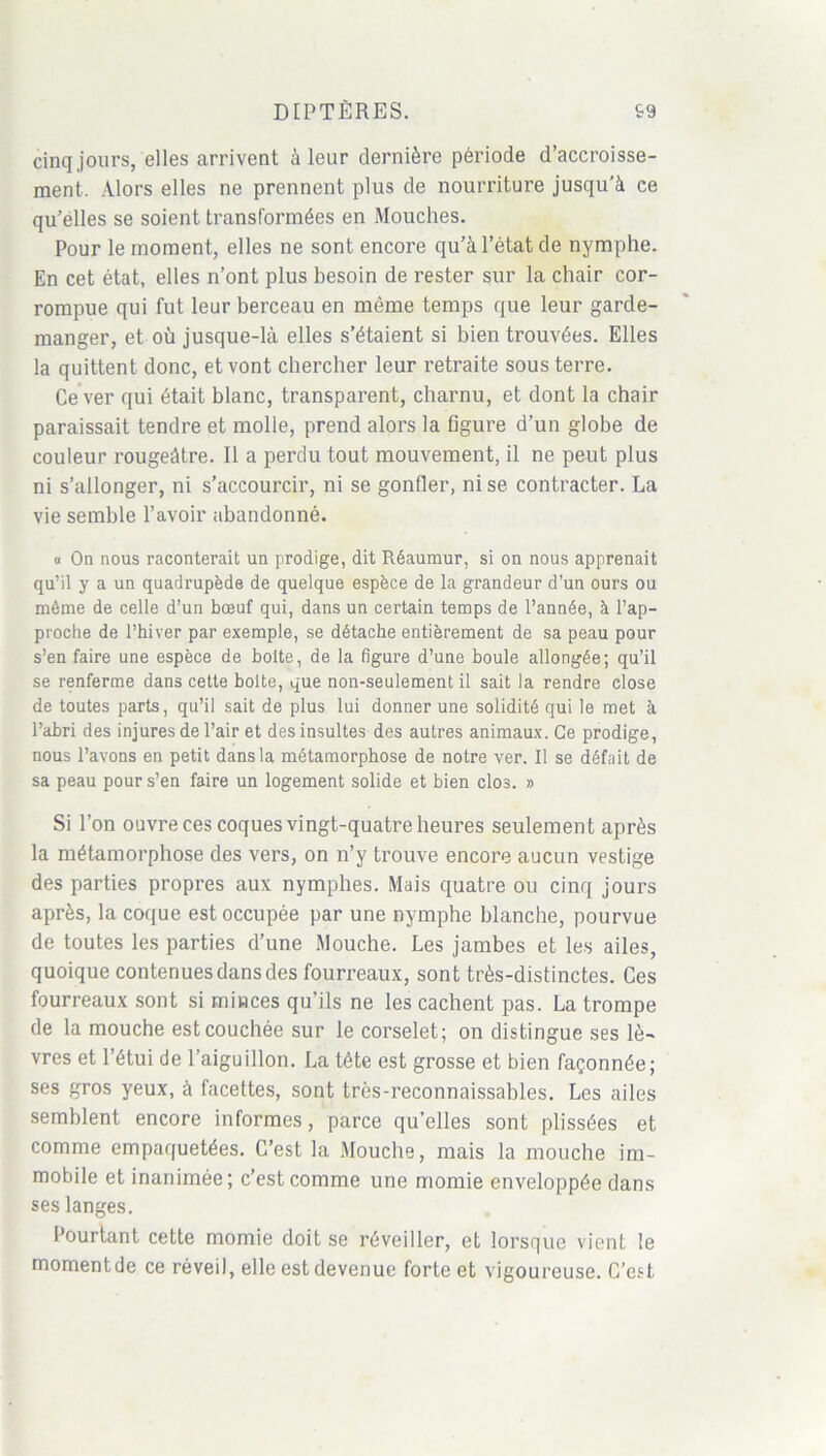 cinq jours, elles arrivent à leur dernière période d’accroisse- ment. Alors elles ne prennent plus de nourriture jusqu’à ce qu’elles se soient transformées en Mouches. Pour le moment, elles ne sont encore qu’à l’état de nymphe. En cet état, elles n’ont plus besoin de rester sur la chair cor- rompue qui fut leur berceau en même temps que leur garde- manger, et où jusque-là elles s’étaient si bien trouvées. Elles la quittent donc, et vont chercher leur retraite sous terre. Ce ver qui était blanc, transparent, charnu, et dont la chair paraissait tendre et molle, prend alors la figure d’un globe de couleur rougeâtre. Il a perdu tout mouvement, il ne peut plus ni s’allonger, ni s’accourcir, ni se gonfler, ni se contracter. La vie semble l’avoir abandonné. « On nous raconterait un prodige, dit Réaumur, si on nous apprenait qu’il y a un quadrupède de quelque espèce de la grandeur d’un ours ou môme de celle d’un bœuf qui, dans un certain temps de l’année, à l’ap- proche de l’hiver par exemple, se détache entièrement de sa peau pour s’en faire une espèce de boite, de la figure d’une boule allongée; qu’il se renferme dans cette boite, que non-seulement il sait la rendre close de toutes parts, qu’il sait de plus lui donner une solidité qui le met à l’abri des injures de l’air et des insultes des autres animaux. Ce prodige, nous l’avons en petit dans la métamorphose de notre ver. Il se défait de sa peau pour s’en faire un logement solide et bien clos. » Si l’on ouvre ces coques vingt-quatre heures seulement après la métamorphose des vers, on n’y trouve encore aucun vestige des parties propres aux nymphes. Mais quatre ou cinq jours après, la coque est occupée par une nymphe blanche, pourvue de toutes les parties d’une Mouche. Les jambes et les ailes, quoique contenues dans des fourreaux, sont très-distinctes. Ces fourreaux sont si minces qu’ils ne les cachent pas. La trompe de la mouche est couchée sur le corselet; on distingue ses lè- vres et l’étui de l’aiguillon. La tête est grosse et bien façonnée; ses gros yeux, à facettes, sont très-reconnaissables. Les ailes semblent encore informes, parce qu’elles sont plissées et comme empaquetées. C’est la Mouche, mais la mouche im- mobile et inanimée; c’est comme une momie enveloppée dans ses langes. Pourtant cette momie doit se réveiller, et lorsque vient le momentde ce réveil, elle est devenue forte et vigoureuse. C’est