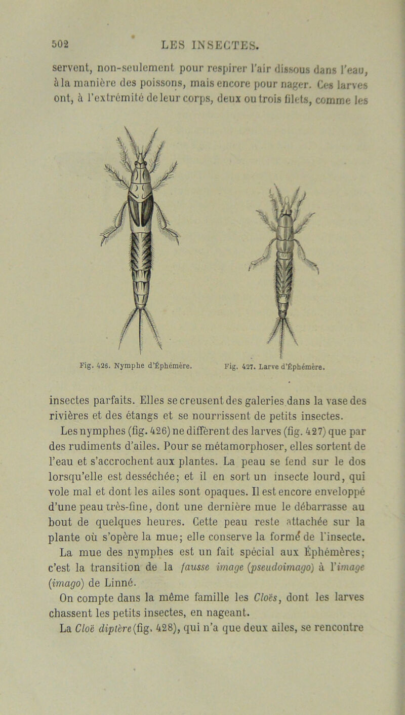 servent, non-seulement pour respirer l’air dissous dans l'eau, à la manière des poissons, mais encore pour nager. Ces larves ont, à l’extrémité de leur corps, deux ou trois filets, comme les Fig. 426. Nymphe d’Éphémére. Fig. 427. Larve d’Éphémère. insectes parfaits. Elles se creusent des galeries dans la vase des rivières et des étangs et se nourrissent de petits insectes. Les nymphes (fig. 426) ne diffèrent des larves (fig. 427) que par des rudiments d’ailes. Pour se métamorphoser, elles sortent de l’eau et s’accrochent aux plantes. La peau se fend sur le dos lorsqu’elle est desséchée; et il en sort un insecte lourd, qui vole mal et dont les ailes sont opaques. Il est encore enveloppé d’une peau irès-fine, dont une dernière mue le débarrasse au bout de quelques heures. Cette peau reste attachée sur la plante où s’opère la mue; elle conserve la formé de l'insecte. La mue des nymphes est un fait spécial aux Éphémères; c’est la transition de la fausse image (pseudoimago) à l’image {imago) de Linné. On compte dans la même famille les Cloès, dont les larves chassent les petits insectes, en nageant. La Clo'è diptère {ûg, 428), qui n’a que deux ailes, se rencontre