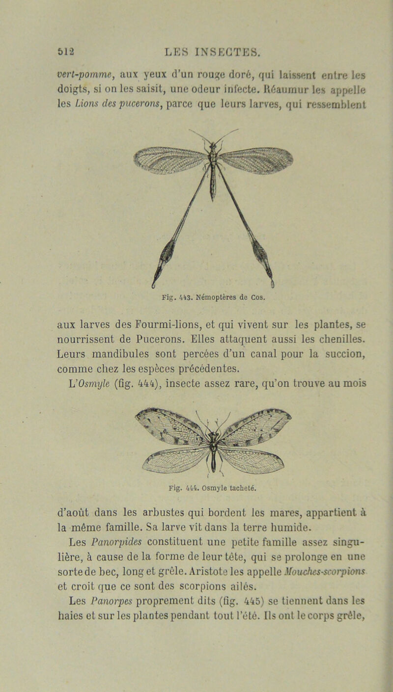 vert-pomme, aux yeux d’un rouge doré, qui laissent entre les doigts, si on les saisit, une odeur infecte. Kéaumur les appelle les Lions des pucerons, parce que leurs larves, qui ressemblent Fig. 443. Némoptères de Cos. aux larves des Fourmi-lions, et qui vivent sur les plantes, se nourrissent de Pucerons. Elles attaquent aussi les chenilles. Leurs mandibules sont percées d’un canal pour la succion, comme chez les espèces précédentes. L’Osmyle (fîg. 444), insecte assez rare, qu’on trouve au mois Fig. 444. Osmyle tacheté. d’août dans les arbustes qui bordent les mares, appartient à la même famille. Sa larve vit dans la terre humide. Les Panorpides constituent une petite famille assez singu- lière, à cause de la forme de leur tète, qui se prolonge en une sorte de bec, long et grêle. Aristote les appelle Mouches-scorpions et croit que ce sont des scorpions ailés. Les Panorpes proprement dits (lig. 445) se tiennent dans les haies et sur les plantes pendant tout l’été. Ils ont le corps grêle,