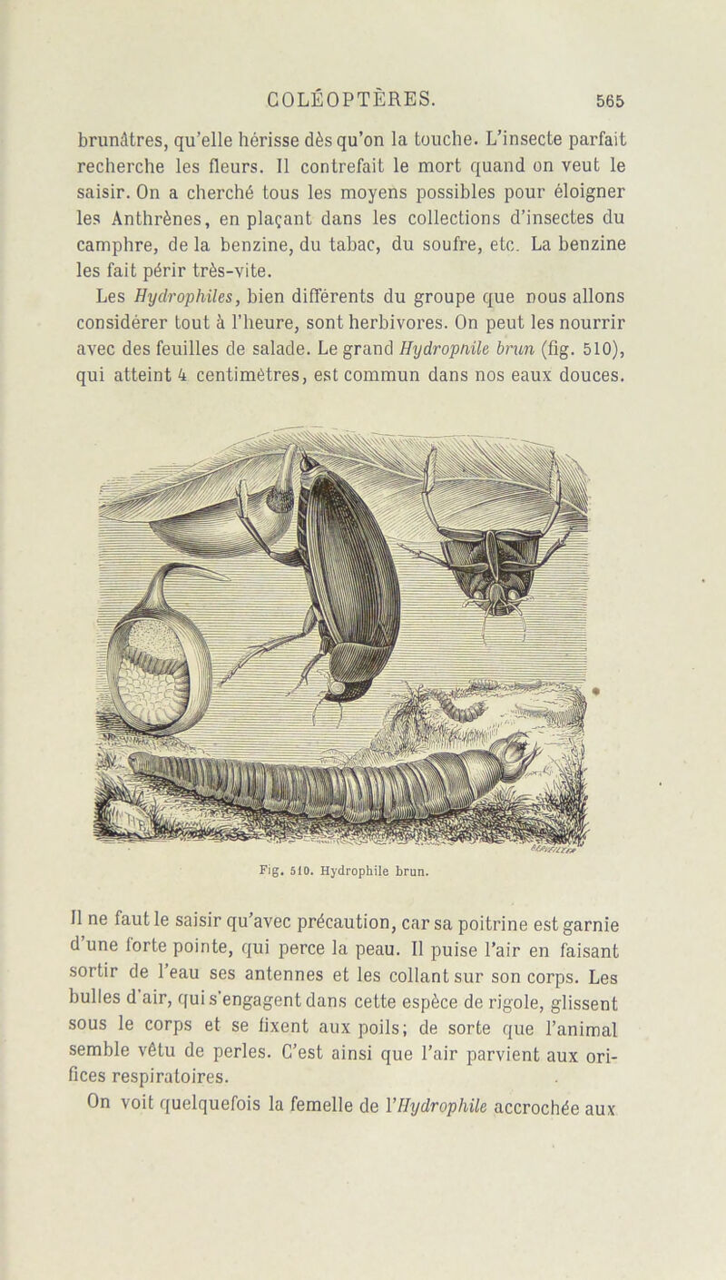 brunâtres, qu elle hérisse dès qu’on la touche. L’insecte parfait recherche les fleurs. 11 contrefait le mort quand on veut le saisir. On a cherché tous les moyens possibles pour éloigner les Anthrènes, en plaçant dans les collections d’insectes du camphre, de la benzine, du tabac, du soufre, etc. La benzine les fait périr très-vite. Les Hydrophiles, bien différents du groupe que nous allons considérer tout à l’heure, sont herbivores. On peut les nourrir avec des feuilles de salade. Le grand Hydropnile brun (fig. 510), qui atteint 4 centimètres, est commun dans nos eaux douces. Fig. 510. Hydrophile brun. 11 ne faut le saisir qu’avec précaution, car sa poitrine est garnie d une forte pointe, qui perce la peau. Il puise l’air en faisant sortir de 1 eau ses antennes et les collant sur son corps. Les bulles d air, qui s'engagent dans cette espèce de rigole, glissent sous le corps et se fixent aux poils; de sorte que l’animal semble vêtu de perles. C’est ainsi que l’air parvient aux ori- fices respiratoires. On voit quelquefois la femelle de Y Hydrophile accrochée aux