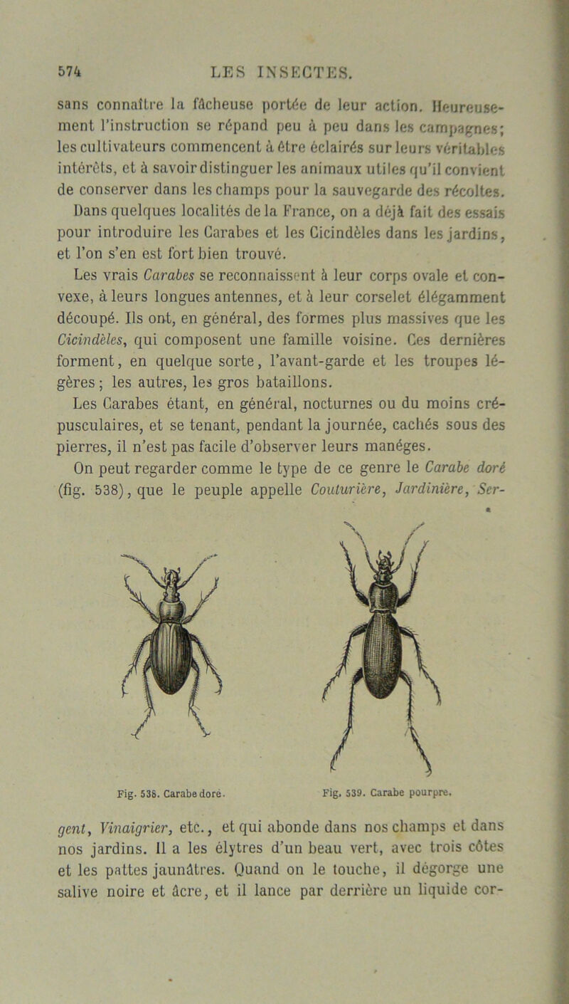 sans connaître la fâcheuse portée de leur action. Heureuse- ment l’instruction se répand peu à peu dans les campagnes; les cultivateurs commencent à être éclairés sur leurs véritables intérêts, et à savoirdistinguer les animaux utiles qu’il convient de conserver dans les champs pour la sauvegarde des récoltes. Dans quelques localités de la France, on a déjà fait des essais pour introduire les Carabes et les Cicindèles dans les jardins, et l’on s’en est fort bien trouvé. Les vrais Carabes se reconnaissent à leur corps ovale et con- vexe, à leurs longues antennes, et à leur corselet élégamment découpé. Ils ont, en général, des formes plus massives que les Cicindèles, qui composent une famille voisine. Ces dernières forment, en quelque sorte, l’avant-garde et les troupes lé- gères ; les autres, les gros bataillons. Les Carabes étant, en général, nocturnes ou du moins cré- pusculaires, et se tenant, pendant la journée, cachés sous des pierres, il n’est pas facile d’observer leurs manèges. On peut regarder comme le type de ce genre le Carabe doré (fig. 538), que le peuple appelle Couturière, Jardinière, Ser- gent, Vinaigrier, etc., et qui abonde dans nos champs et dans nos jardins. Il a les élytres d’un beau vert, avec trois côtes et les pattes jaunâtres. Quand on le touche, il dégorge une salive noire et âcre, et il lance par derrière un liquide cor- « Fig. 538. Carabe doré. Fig. 539. Carabe pourpre.