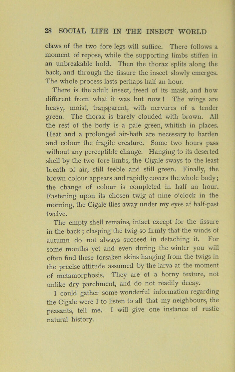 claws of the two fore legs vvill suffice. There follows a moment of repose, while the supporting limbs stifïen in an unbreakable hold. Then the thorax splits along the back, and through the fissure the insect slowly emerges. The whole process lasts perhaps half an hour. There is the adult insect, freed of its mask, and how different from what it was but now ! The wings are heavy, moist, transparent, with nervures of a tender green. The thorax is barely clouded with brown. Ail the rest of the body is a pale green, whitish in places. Heat and a prolonged air-bath are necessary to harden and colour the fragile créature. Some two hours pass without any perceptible change. Hanging to its deserted shell by the two fore limbs, the Cigale sways to the least breath of air, still feeble and still green. Finally, the brown colour appears and rapidly covers the whole body; the change of colour is completed in half an hour. Fastening upon its chosen twig at nine o’clock in the morning, the Cigale Aies away under my eyes at half-past twelve. The empty shell remains, intact except for the fissure in the back ; clasping the twig so firmly that the winds of autumn do not always succeed in detaching it. For some months yet and even during the winter you will often find these forsaken skins hanging from the twigs in the précisé attitude assumed by the larva at the moment of metamorphosis. They are of a horny texture, not unlike dry parchment, and do not readily decay. I could gather some wonderful information regarding the Cigale were I to listen to ail that my neighbours, the peasants, tell me. I will give one instance of rustic natural history.