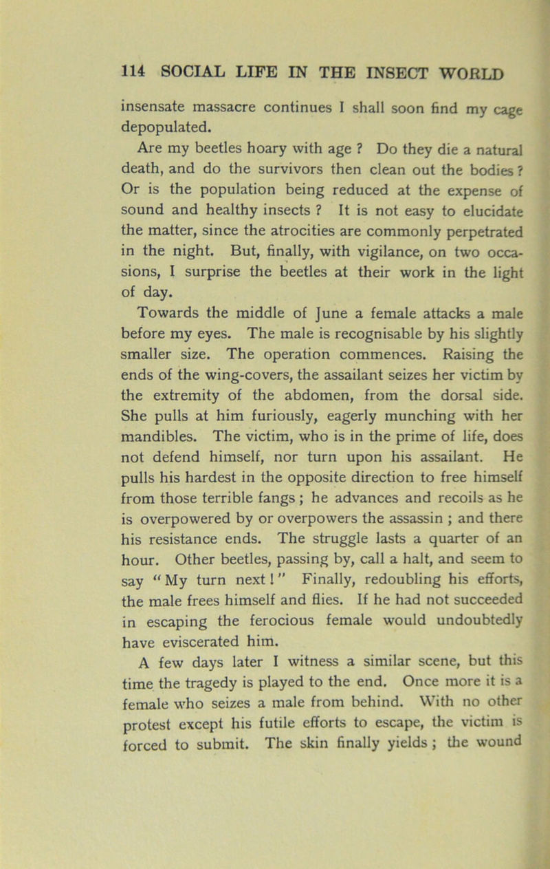 insensate massacre continues I shall soon find my cage depopulated. Are my beetles hoary with âge ? Do they die a natural death, and do the survivors then clean out the bodies ? Or is the population being reduced at the expense of sound and healthy insects ? It is not easy to elucidate the matter, since the atrocities are commonly perpetrated in the night. But, finally, with vigilance, on two occa- sions, I surprise the beetles at their work in the light of day. Towards the middle of June a female attacks a male before my eyes. The male is recognisable by his slightly smaller size. The operation commences. Raising the ends of the wing-covers, the assailant seizes her victim by the extremity of the abdomen, from the dorsal side. She pulls at him furiously, eagerly munching with her mandibles. The victim, who is in the prime of life, does not defend himself, nor turn upon his assailant. He pulls his hardest in the opposite direction to free himself from those terrible fangs ; he advances and recoils as he is overpowered by or overpowers the assassin ; and there his résistance ends. The struggle lasts a quarter of an hour. Other beetles, passing by, call a hait, and seem to say “ My turn next !  Finally, redoubling his efforts, the male frees himself and Aies. If he had not succeeded in escaping the ferocious female would undoubtedly hâve eviscerated him. A few days later I witness a similar scene, but this time the tragedy is played to the end. Once more it is a female who seizes a male from behind. With no other protest except his futile efforts to escape, the victim is forced to submit. The skin finally yields ; the wound