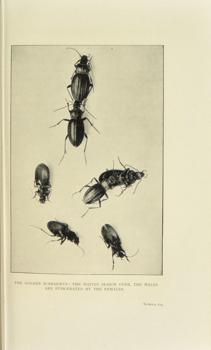 THK GOLDEN SCARABÆUS : THE MATIXG SEASON OVER, THE MALES ARE EVISCEKATED BY THE FEMALES.
