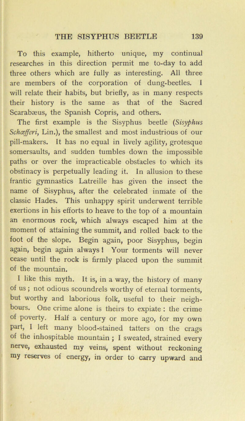 To this example, hitherto unique, my continuai researches in this direction permit me to-day to add three others which are fully as interesting. Ail three are members of the corporation of dung-beetles. I will relate their habits, but briefly, as in many respects their history is the same as that of the Sacred Scarabæus, the Spanish Copris, and others. The first example is the Sisyphus beetle (Sisyphus Schœfferi, Lin.), the smallest and most industrious of our pill-makers. It has no equal in lively agility, grotesque somersaults, and sudden tumbles down the impossible paths or over the impracticable obstacles to which its obstinacy is perpetually leading it. In allusion to these frantic gymnastics Latreille has given the insect the name of Sisyphus, after the celebrated inmate of the classic Hades. This unhappy spirit underwent terrible exertions in his efforts to heave to the top of a mountain an enormous rock, which always escaped him at the moment of attaining the summit, and rolled back to the foot of the slope. Begin again, poor Sisyphus, begin again, begin again always ! Your torments will never cease until the rock is firmly placed upon the summit of the mountain. I like this myth. It is, in a way, the history of many of us ; not odious scoundrels worthy of eternal torments, but worthy and laborious folk, useful to their neigh- bours. One crime alone is theirs to expiate : the crime of poverty. Half a century or more ago, for my own part, I left many blood-stained tatters on the crags of the inhospitable mountain ; I sweated, strained every nerve, exhausted my veins, spent without reckoning my reserves of energy, in order to carry upward and