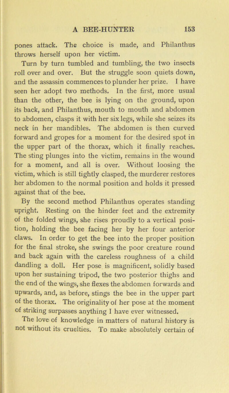 pones attack. The choice is made, and Philanthus throws herself upon her victim. Turn by turn tumbled and tumbling, the two insects roll over and over. But the struggle soon quiets down, and the assassin commences to plunder her prize. I hâve seen her adopt two methods. In the first, more usual than the other, the bee is lying on the ground, upon its back, and Philanthus, mouth to mouth and abdomen to abdomen, clasps it with her six legs, while she seizes its neck in her mandibles. The abdomen is then curved forward and gropes for a moment for the desired spot in the upper part of the thorax, which it finally reaches. The sting plunges into the victim, remains in the wound for a moment, and ail is over. Without loosing the victim, which is still tightly clasped, the murderer restores her abdomen to the normal position and holds it pressed against that of the bee. By the second method Philanthus opérâtes standing upright. Resting on the hinder feet and the extremity of the folded wings, she rises proudly to a vertical posi- tion, holding the bee facing her by her four anterior claws. In order to get the bee into the proper position for the final stroke, she swings the poor créature round and back again with the careless roughness of a child dandling a doll. Her pose is magnificent, solidly based upon her sustaining tripod, the two posterior thighs and the end of the wings, she flexes the abdomen forwards and upwards, and, as before, stings the bee in the upper part of the thorax. The originality of her pose at the moment of striking surpasses anything I hâve ever witnessed. The love of knowledge in matters of natural history is not without its cruelties. To make absolutely certain of