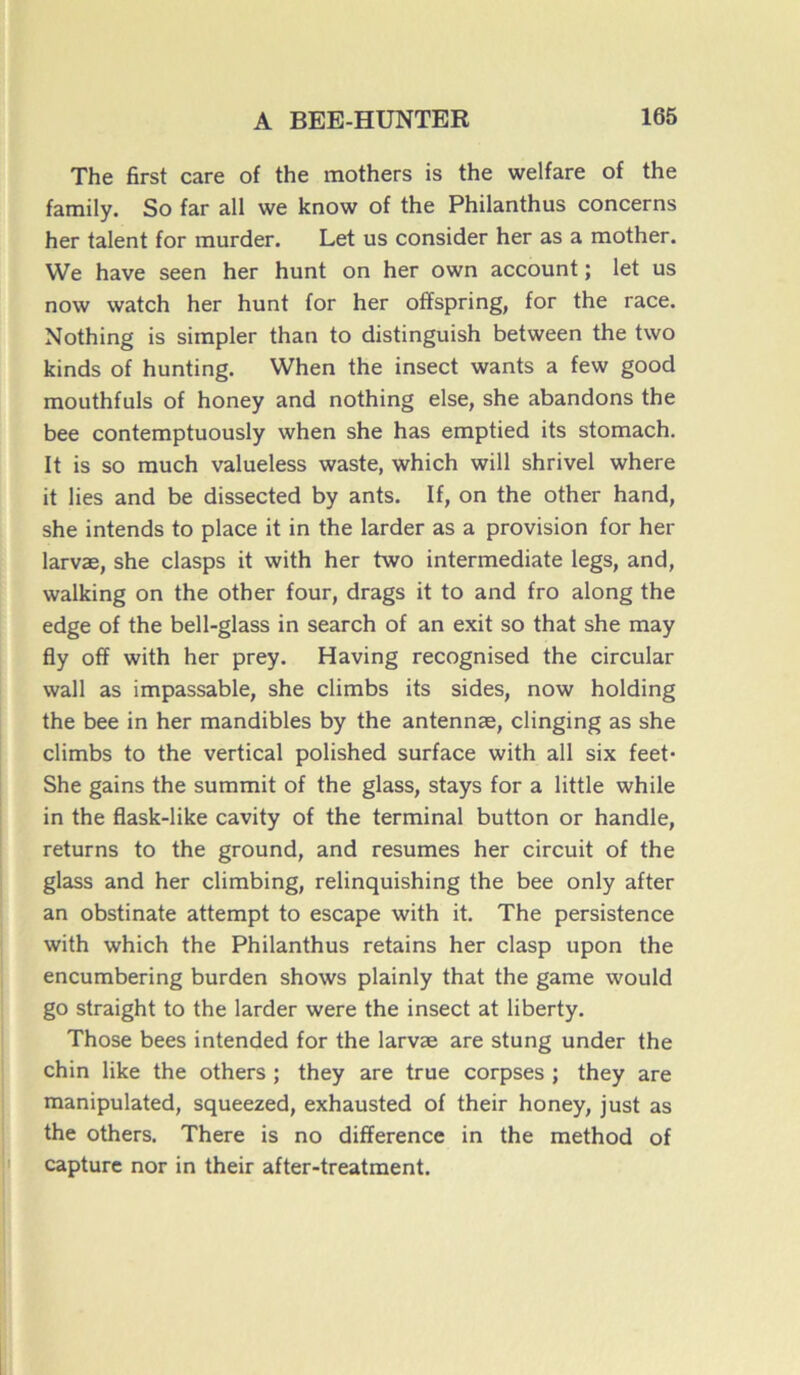 The first care of the mothers is the welfare of the family. So far ail we know of the Philanthus concerns her talent for murder. Let us consider her as a mother. We hâve seen her hunt on her own account ; let us now watch her hunt for her offspring, for the race. Nothing is simpler than to distinguish between the two kinds of hunting. When the insect wants a few good mouthfuls of honey and nothing else, she abandons the bee contemptuously when she has emptied its stomach. It is so rauch valueless waste, which will shrivel where it lies and be dissected by ants. If, on the other hand, she intends to place it in the larder as a provision for her larvæ, she clasps it with her two intermediate legs, and, walking on the other four, drags it to and fro along the edge of the bell-glass in search of an exit so that she may fly off with her prey. Having recognised the circular wall as impassable, she climbs its sides, now holding the bee in her mandibles by the antennæ, clinging as she climbs to the vertical polished surface with ail six feet* She gains the summit of the glass, stays for a little while in the flask-like cavity of the terminal button or handle, returns to the ground, and résumés her circuit of the glass and her climbing, relinquishing the bee only after an obstinate attempt to escape with it. The persistence with which the Philanthus retains her clasp upon the encumbering burden shows plainly that the game would go straight to the larder were the insect at liberty. Those bees intended for the larvæ are stung under the chin like the others ; they are true corpses ; they are manipulated, squeezed, exhausted of their honey, just as the others. There is no différence in the method of capture nor in their after-treatment.