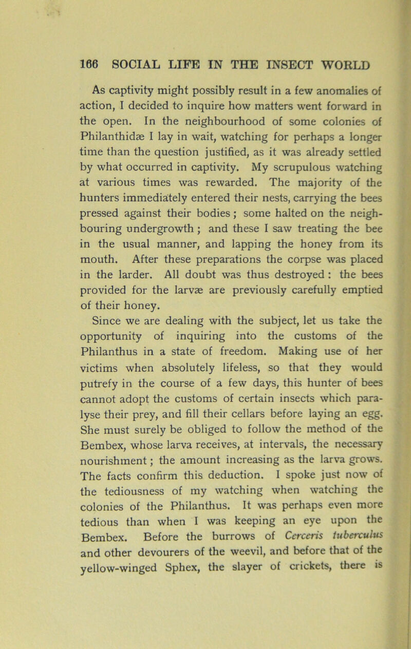 As captivity might possibly resuit in a few anomalies of action, I decided to inquire how matters went forward in the open. In the neighbourhood of some colonies of Philanthidæ I lay in wait, watching for perhaps a longer time than the question justified, as it was already settled by what occurred in captivity. My scrupulous watching at various times was rewarded. The majority of the hunters immediately entered their nests, carrying the bees pressed against their bodies ; some halted on the neigh- bouring undergrowth ; and these I saw treating the bee in the usual manner, and lapping the honey from its mouth. After these préparations the corpse was placed in the larder. Ail doubt was thus destroyed : the bees provided for the larvæ are previously carefully emptied of their honey. Since we are dealing with the subject, let us take the opportunity of inquiring into the customs of the Philanthus in a state of freedom. Making use of her victims when absolutely lifeless, so that they would putrefy in the course of a few days, this hunter of bees cannot adopt the customs of certain insects which para- lyse their prey, and fill their cellars before laying an egg. She must surely be obliged to follow the method of the Bembex, whose larva receives, at intervals, the necessary nourishment ; the amount increasing as the larva grows. The facts confirm this déduction. I spoke just now of the tediousness of my watching when watching the colonies of the Philanthus. It was perhaps even more tedious than when I was keeping an eye upon the Bembex. Before the burrows of Ccrceris tuberculus and other devourers of the weevil, and before that of the yellow-winged Sphex, the slayer of crickets, there is