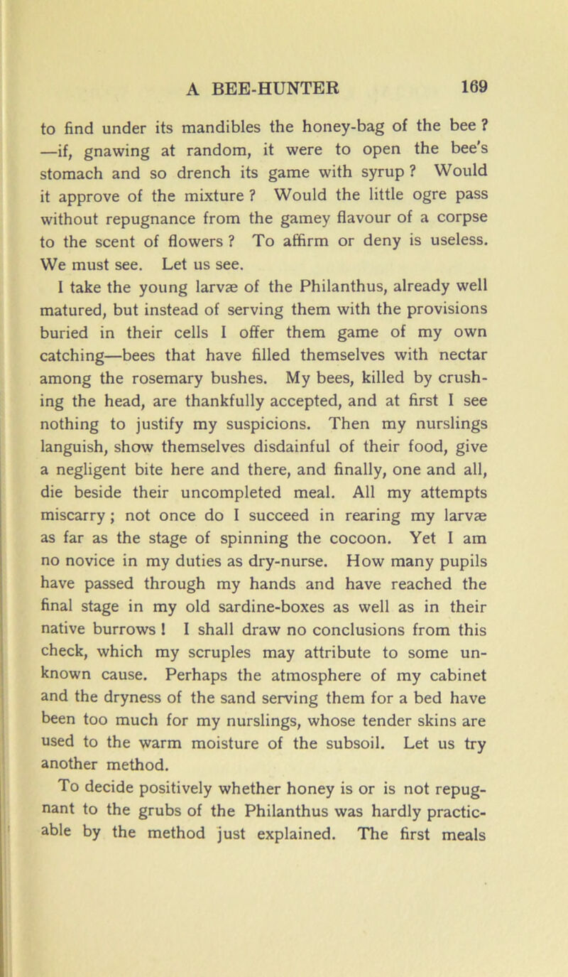 to find under its mandibles the honey-bag of the bee ? —if, gnawing at random, it were to open the bee's stomach and so drench its game with syrup ? Would it approve of the mixture ? Would the little ogre pass without répugnance from the gamey flavour of a corpse to the scent of flowers ? To affirm or deny is useless. We must see. Let us see. I take the young larvæ of the Philanthus, already well matured, but instead of serving them with the provisions buried in their cells I ofïer them game of my own catching—bees that hâve filled themselves with nectar among the rosemary bushes. My bees, killed by crush- ing the head, are thankfully accepted, and at first I see nothing to justify my suspicions. Then my nurslings languish, show themselves disdainful of their food, give a négligent bite here and there, and finally, one and ail, die beside their uncompleted meal. Ail my attempts miscarry ; not once do I succeed in rearing my larvæ as far as the stage of spinning the cocoon. Yet I am no novice in my duties as dry-nurse. How many pupils hâve passed through my hands and hâve reached the final stage in my old sardine-boxes as well as in their native burrows ! I shall draw no conclusions from this check, which my scruples may attribute to some un- known cause. Perhaps the atmosphère of my cabinet and the dryness of the sand serving them for a bed hâve been too much for my nurslings, whose tender skins are used to the warm moisture of the subsoil. Let us try another method. To décidé positively whether honey is or is not répug- nant to the grubs of the Philanthus was hardly practic- able by the method just explained. The first meals