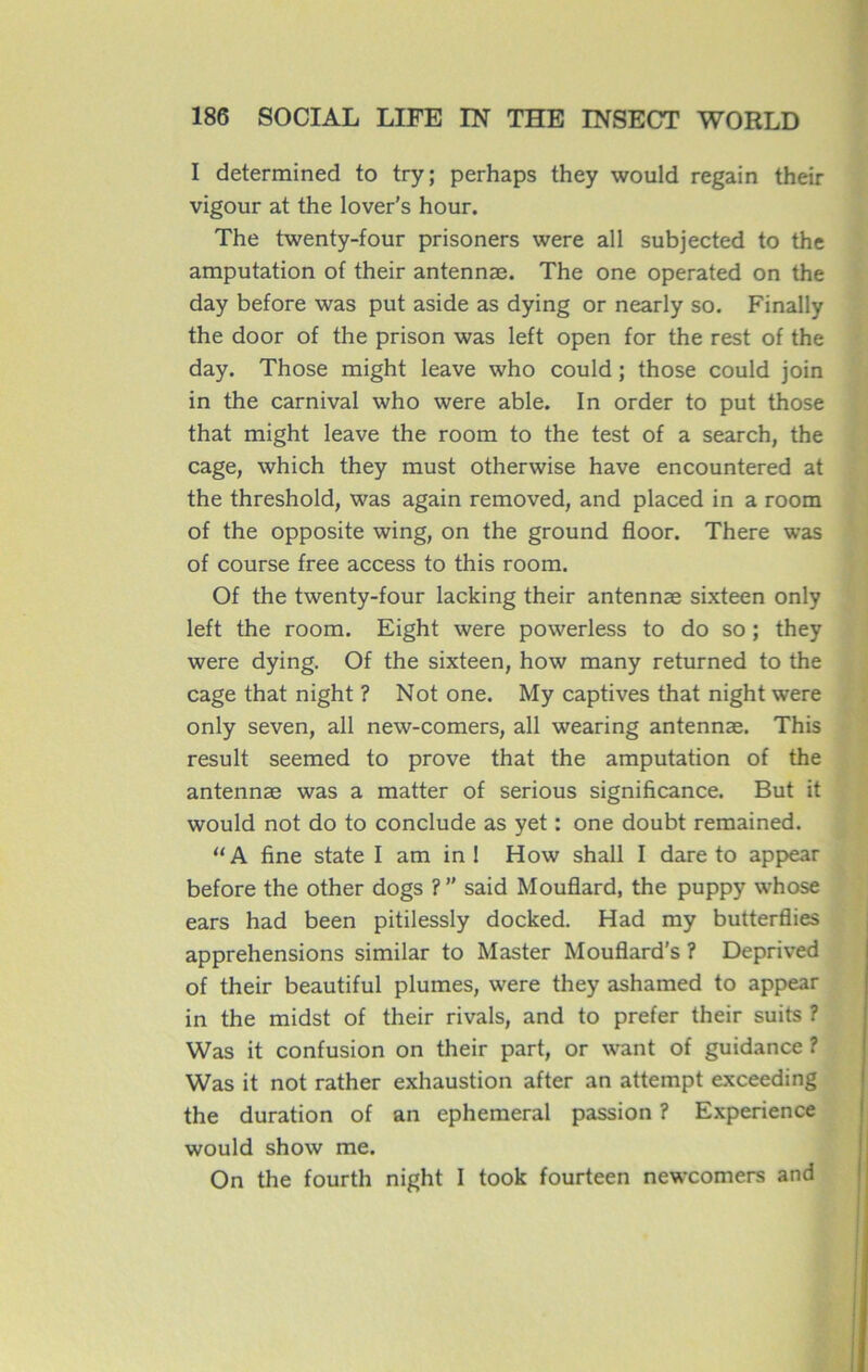 I determined to try; perhaps they would regain their vigour at the lover's hour. The twenty-four prisoners were ail subjected to the amputation of their antennae. The one operated on the day before was put aside as dying or nearly so. Finally the door of the prison was left open for the rest of the day. Those might leave who could ; those could join in the carnival who were able. In order to put those that might leave the room to the test of a search, the cage, which they must otherwise hâve encountered at the threshold, was again removed, and placed in a room of the opposite wing, on the ground floor. There was of course free access to this room. Of the twenty-four lacking their antennæ sixteen only left the room. Eight were powerless to do so ; they were dying. Of the sixteen, how many returned to the cage that night ? Not one. My captives that night were only seven, ail new-comers, ail wearing antennæ. This resuit seemed to prove that the amputation of the antennæ was a matter of serious significance. But it would not do to conclude as yet : one doubt remained. “A fine state I am in 1 How shall I dare to appear before the other dogs ?” said Mouflard, the puppy whose ears had been pitilessly docked. Had my butterflies appréhensions similar to Master Mouflard’s ? Deprived of their beautiful plumes, were they ashamed to appear in the midst of their rivais, and to prefer their suits ? Was it confusion on their part, or want of guidance ? Was it not rather exhaustion after an attempt exceeding the duration of an ephemeral passion ? Expérience would show me. On the fourth night I took fourteen newcomers and