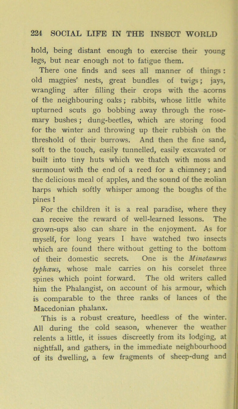 hold, being distant enough to exercise their young legs, but near enough not to fatigue them. There one finds and sees ail manner of things : old magpies' nests, great bundles of twigs ; jays, wrangling after filling their crops with the acorns of the neighbouring oaks ; rabbits, whose little white upturned scuts go bobbing away through the rose- mary bushes ; dung-beetles, which are storing food for the winter and throwing up their rubbish on the threshold of their burrows. And then the fine sand, soft to the touch, easily tunnelled, easily excavated or built into tiny huts which we thatch with moss and surmount with the end of a reed for a chimney ; and the delicious meal of apples, and the sound of the æolian harps which softly whisper among the boughs of the pines ! For the children it is a real paradise, where they can receive the reward of welJ-learned lessons. The grown-ups also can share in the enjoyment. As for myself, for long years I hâve watched two insects which are found there without getting to the bottom of their domestic secrets. One is the Minotaurus typhœus, whose male carries on his corselet three spines which point forward. The old writers called him the Phalangist, on account of his armour, which is comparable to the three ranks of lances of the Macedonian phalanx. This is a robust créature, heedless of the winter. Ail during the cold season, whenever the weather relents a little, it issues discreetly from its lodging, at nightfall, and gathers, in the immédiate neighbourhood of its dwelling, a few fragments of sheep-dung and