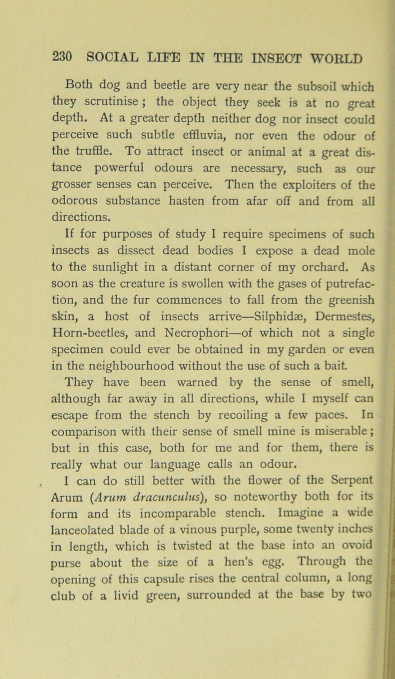 Both dog and beetle are very near the subsoil which they scrutinise ; the object they seek is at no great depth. At a greater depth neither dog nor insect could perceive such subtle effluvia, nor even the odour of the truffle. To attract insect or animal at a great dis- tance powerful odours are necessary, such as our grosser senses can perceive. Then the exploiters of the odorous substance hasten from afar off and from ail directions. If for purposes of study I require specimens of such insects as dissect dead bodies I expose a dead mole to the sunlight in a distant corner of my orchard. As soon as the créature is swollen with the gases of putréfac- tion, and the fur commences to fall from the greenish skin, a host of insects arrive—Silphidæ, Dermestes, Horn-beetles, and Necrophori—of which not a single specimen could ever be obtained in my garden or even in the neighbourhood without the use of such a bait They hâve been warned by the sense of smell, although far away in ail directions, while I myself can escape from the stench by recoiling a few paces. In comparison with their sense of smell mine is misérable ; but in this case, both for me and for them, there is really what our language calls an odour. I can do still better with the flower of the Serpent Arum (Arum dracunculus), so noteworthy both for its form and its incomparable stench. Imagine a wide lanceolated blade of a vinous purple, some twenty inches in length, which is twisted at the base into an ovoid purse about the size of a hen’s egg. Through the opening of this capsule rises the central column, a long club of a livid green, surrounded at the base by two