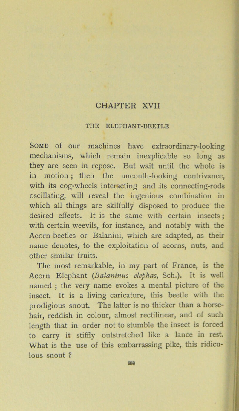 CHAPTER XVII THE ELEPHANT-BEETLE Some of our machines hâve extraordinary-looking mechanisms, which remain inexplicable so long as they are seen in repose. But wait until the whole is in motion ; then the uncouth-looking contrivance, with its cog-wheels interacting and its connecting-rods oscillating, will reveal the ingenious combination in which ail things are skilfully disposed to produce the desired effects. It is the same with certain insects ; with certain weevils, for instance, and notably with the Acorn-beetles or Balanini, which are adapted, as their name dénotés, to the exploitation of acorns, nuts, and other similar fruits. The most remarkable, in my part of France, is the Acorn Eléphant (Balaninus elephas, Sch.). It is well named ; the very name evokes a mental picture of the insect. It is a living caricature, this beetle with the prodigious snout. The latter is no thicker than a horse- hair, reddish in colour, almost rectilinear, and of such length that in order not to stumble the insect is forced to carry it stiffly outstretched like a lance in rest. What is the use of this embarrassing pike, this ridicu- lous snout ? 388
