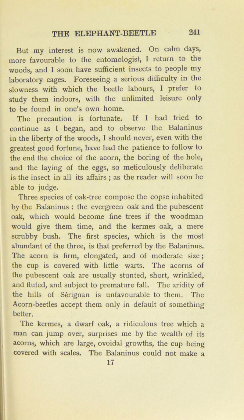 But my interest is now awakened. On calm days, more favourable to the entomologist, I return to the woods, and I soon hâve sufficient insects to people my laboratory cages. Foreseeing a serious difficulty in the slowness with which the beetle labours, I prefer to study them indoors, with the unlimited leisure only to be found in one's own home. The précaution is fortunate. If I had tried to continue as I began, and to observe the Balaninus in the liberty of the woods, I should never, even with the greatest good fortune, hâve had the patience to follow to the end the choice of the acorn, the boring of the hole, and the laying of the eggs, so meticulously deliberate is the insect in ail its affairs ; as the reader will soon be able to judge. Three species of oak-tree compose the copse inhabited by the Balaninus : the evergreen oak and the pubescent oak, which would become fine trees if the woodman would give them time, and the kermes oak, a mere scrubby bush. The first species, which is the most abundant of the three, is that preferred by the Balaninus. The acorn is firm, elongated, and of moderate size ; the cup is covered with little warts. The acorns of the pubescent oak are usually stunted, short, wrinkled, and fluted, and subject to prématuré fall. The aridity of the hills of Sérignan is unfavourable to them. The Acorn-beetles accept them only in default of something better. The kermes, a dwarf oak, a ridiculous tree which a man can jump over, surprises me by the wealth of its acorns, which are large, ovoidal growths, the cup being covered with scales. The Balaninus could not make a 17