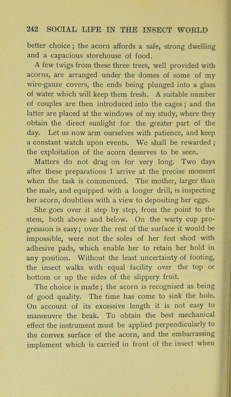 better choice ; the acorn affords a safe, strong dwelling and a capacious storehouse of food. A few twigs from these three trees, well provided with acorns, are arranged under the dômes of some of my wire-gauze covers, the ends being plunged into a glass of water which will keep them fresh. A suitable number of couples are then introduced into the cages ; and the latter are placed at the Windows of my study, where they obtain the direct sunlight for the greater part of the day. Let us now arm ourselves with patience, and keep a constant watch upon events. We shall be rewarded ; the exploitation of the acorn deserves to be seen. Matters do not drag on for very long. Two days after these préparations I arrive at the précisé moment when the task is commenced. The mother, larger than the male, and equipped with a longer drill, is inspecting her acorn, doubtless with a view to depositing her eggs. She goes over it step by step, from the point to the stem, both above and below. On the warty cup pro- gression is easy; over the rest of the surface it would be impossible, were not the soles of her feet shod with adhesive pads, which enable her to retain her hold in any position. Without the least uncertainty of footing, the insect walks with equal facility over the top or bottom or up the sides of the slippery fruit. The choice is made ; the acorn is recognised as being of good quality. The time has corne to sink the hole. On account of its excessive length it is not easy to manœuvre the beak. To obtain the best mechanical effect the instrument must be applied perpendicularly to the convex surface of the acorn, and the embarrassing implement which is carried in front of the insect when