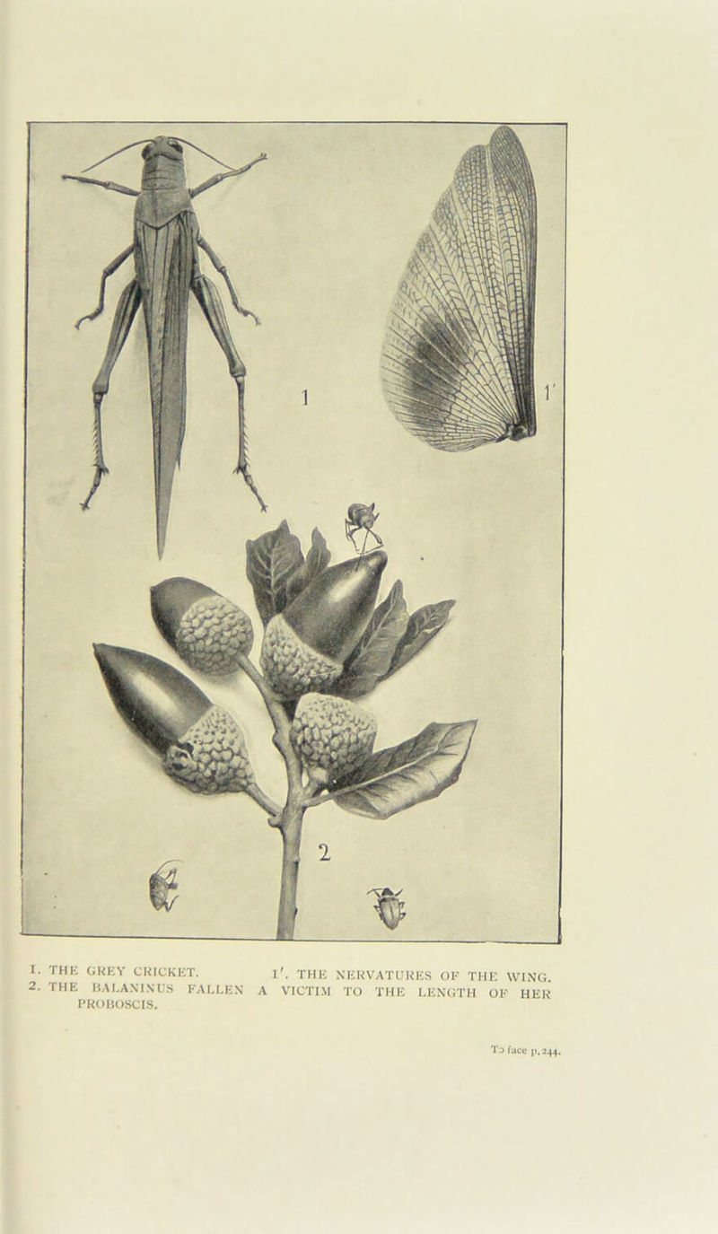 1. THF. GREY CRICKET. i'. THE NERVATURES OF THE WING. 2. THE BAI.ANIXUS FALLEX A VICTIM TO THE LEXGTH OF HER PROBOSCIS. To face p. 244.