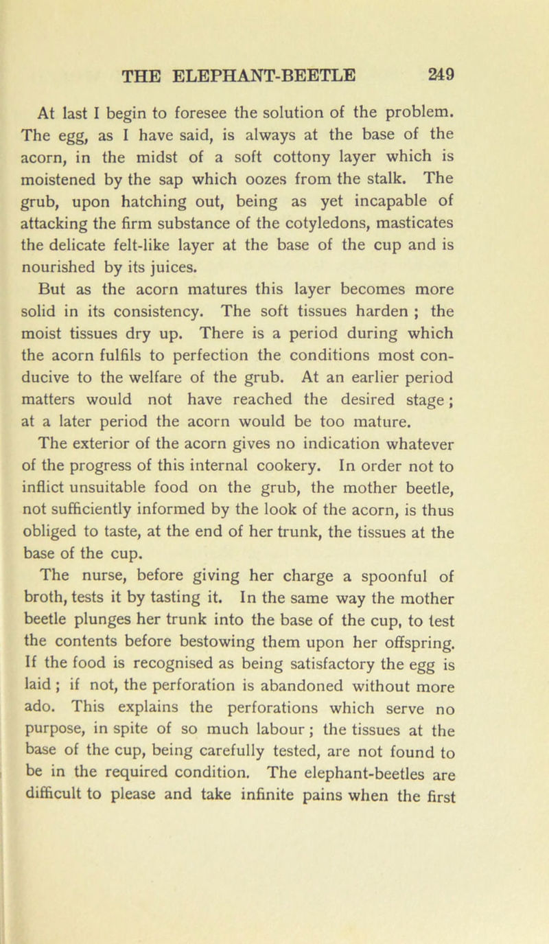 At last I begin to foresee the solution of the problem. The egg, as I hâve said, is always at the base of the acorn, in the midst of a soft cottony layer which is moistened by the sap which oozes from the stalk. The grub, upon hatching out, being as yet incapable of attacking the firm substance of the cotylédons, masticates the délicate felt-like layer at the base of the cup and is nourished by its juices. But as the acorn matures this layer becomes more solid in its consistency. The soft tissues harden ; the moist tissues dry up. There is a period during which the acorn fulfils to perfection the conditions most con- ducive to the welfare of the grub. At an earlier period matters would not hâve reached the desired stage ; at a later period the acorn would be too mature. The exterior of the acorn gives no indication whatever of the progress of this internai cookery. In order not to inflict unsuitable food on the grub, the mother beetle, not sufficiently informed by the look of the acorn, is thus obliged to taste, at the end of her trunk, the tissues at the base of the cup. The nurse, before giving her charge a spoonful of broth, tests it by tasting it. In the same way the mother beetle plunges her trunk into the base of the cup, to test the contents before bestowing them upon her ofïspring. If the food is recognised as being satisfactory the egg is laid ; if not, the perforation is abandoned without more ado. This explains the perforations which serve no purpose, in spite of so much labour ; the tissues at the base of the cup, being carefully tested, are not found to be in the required condition. The elephant-beetles are difficult to please and take infinité pains when the first