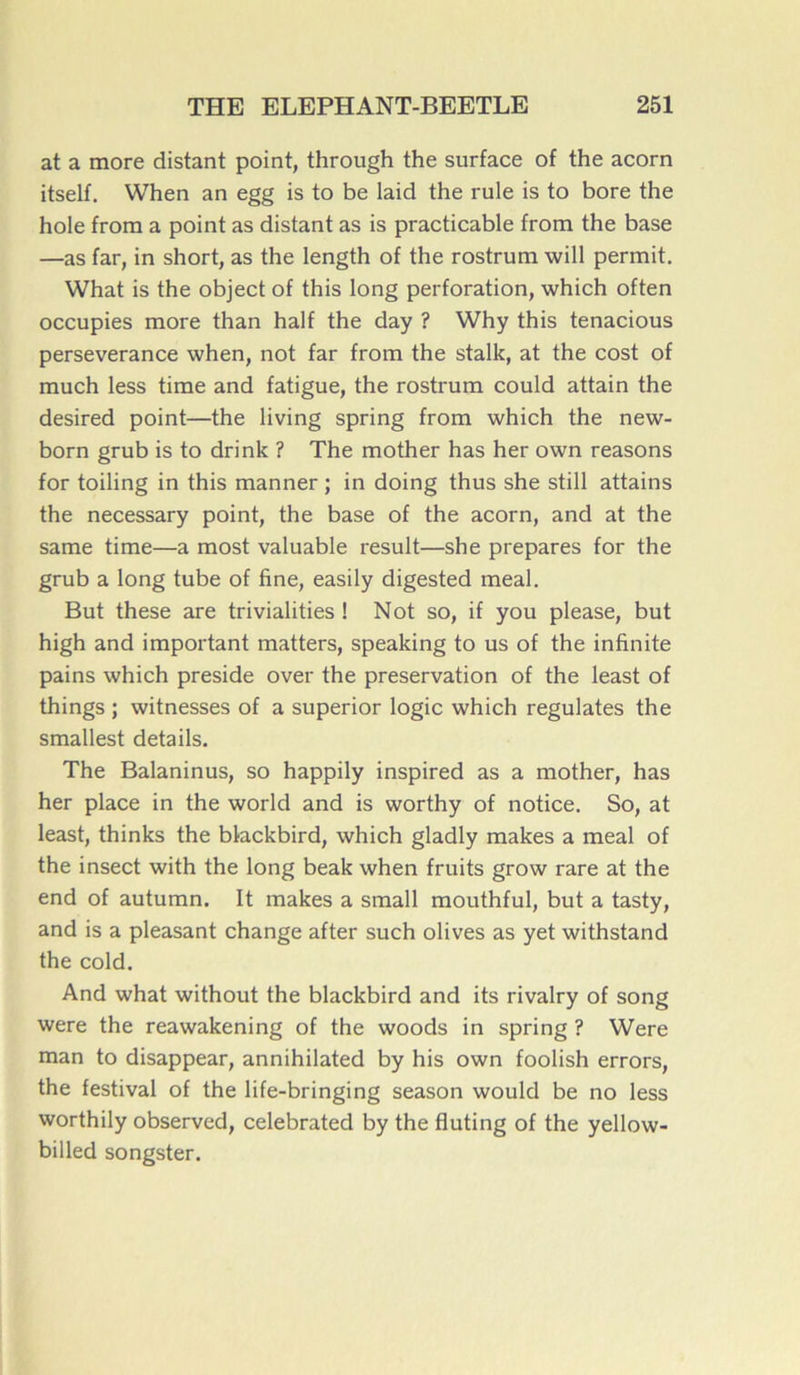 at a more distant point, through the surface of the acorn itself. When an egg is to be laid the rule is to bore the hole from a point as distant as is practicable from the base —as far, in short, as the length of the rostrum will permit. What is the object of this long perforation, which often occupies more than half the day ? Why this tenacious perseverance when, not far from the stalk, at the cost of much less time and fatigue, the rostrum could attain the desired point—the living spring from which the new- born grub is to drink ? The mother has her own reasons for toiling in this manner ; in doing thus she still attains the necessary point, the base of the acorn, and at the same time—a most valuable resuit—she préparés for the grub a long tube of fine, easily digested meal. But these are trivialities ! Not so, if you please, but high and important matters, speaking to us of the infinité pains which présidé over the préservation of the least of things ; witnesses of a superior logic which régulâtes the smallest details. The Balaninus, so happily inspired as a mother, has her place in the world and is worthy of notice. So, at least, thinks the blackbird, which gladly makes a meal of the insect with the long beak when fruits grow rare at the end of autumn. It makes a small mouthful, but a tasty, and is a pleasant change after such olives as yet withstand the cold. And what without the blackbird and its rivalry of song were the reawakening of the woods in spring ? Were man to disappear, annihilated by his own foolish errors, the festival of the life-bringing season would be no less worthily observed, celebrated by the fluting of the yellow- billed songster.