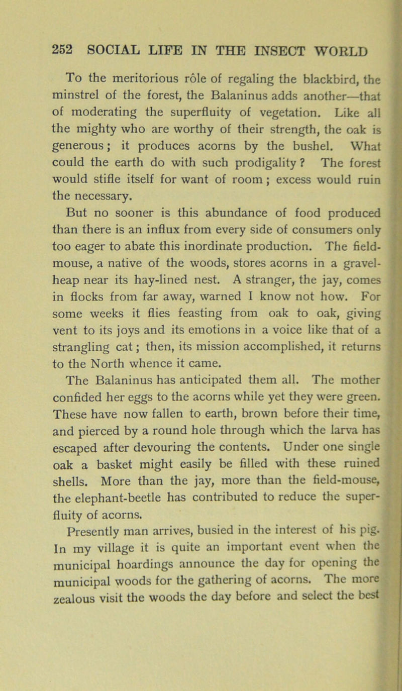 To the meritorious rôle of regaling the blackbird, the minstrel of the forest, the Balaninus adds another—that of moderating the superfluity of végétation. Like ail the mighty who are worthy of their strength, the oak is generous ; it produces acorns by the bushel. What could the earth do with such prodigality ? The forest would stifle itself for want of room ; excess would ruin the necessary. But no sooner is this abundance of food produced than there is an influx from every side of consuraers only too eager to abate this inordinate production. The field- mouse, a native of the woods, stores acorns in a gravel- heap near its hay-lined nest. A stranger, the jay, cornes in flocks from far away, warned I know not how. For some weeks it Aies feasting from oak to oak, giving vent to its joys and its émotions in a voice like that of a strangling cat ; then, its mission accomplished, it returns to the North whence it came. The Balaninus has anticipated them ail. The mother confided her eggs to the acorns while yet they were green. These hâve now fallen to earth, brown before their time, and pierced by a round hole through which the larva has escaped after devouring the contents. Under one single oak a basket might easily be filled with these ruined shells. More than the jay, more than the field-mouse, the elephant-beetle has contributed to reduce the super- fluity of acorns. Presently man arrives, busied in the interest of his pig. In my village it is quite an important event when the municipal hoardings announce the day for opening the municipal woods for the gathering of acorns. The more zealous visit the woods the day before and select the best