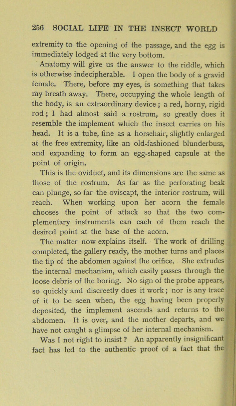 extremity to the opening of the passage, and the egg is immediately lodged at the very bottom. Anatomy will give us the answer to the riddle, which is otherwise indecipherable. I open the body of a gravid female. There, before my eyes, is something that takes ray breath away. There, occupying the whole length of the body, is an extraordinary device ; a red, horny, rigid rod ; I had almost said a rostrum, so greatly does it resemble the implement which the insect carries on his head. It is a tube, fine as a horsehair, slightly enlarged at the free extremity, like an old-fashioned blunderbuss, and expanding to form an egg-shaped capsule at the point of origin. This is the oviduct, and its dimensions are the same as those of the rostrum. As far as the perforating beak can plunge, so far the oviscapt, the interior rostrum, will reach. When working upon her acorn the female chooses the point of attack so that the two com- plementary instruments can each of them reach the desired point at the base of the acorn. The matter now explains itself. The work of drilling completed, the gallery ready, the mother turns and places the tip of the abdomen against the orifice. She extrudes the internai mechanism, which easily passes through the loose débris of the boring. No sign of the probe appears, so quickly and discreetly does it work ; nor is any trace of it to be seen when, the egg having been properly deposited, the implement ascends and returns to the abdomen. It is over, and the mother départs, and we hâve not caught a glimpse of her internai mechanism. Was I not right to insist ? An apparently insignificant fact has led to the authentic proof of a fact that the