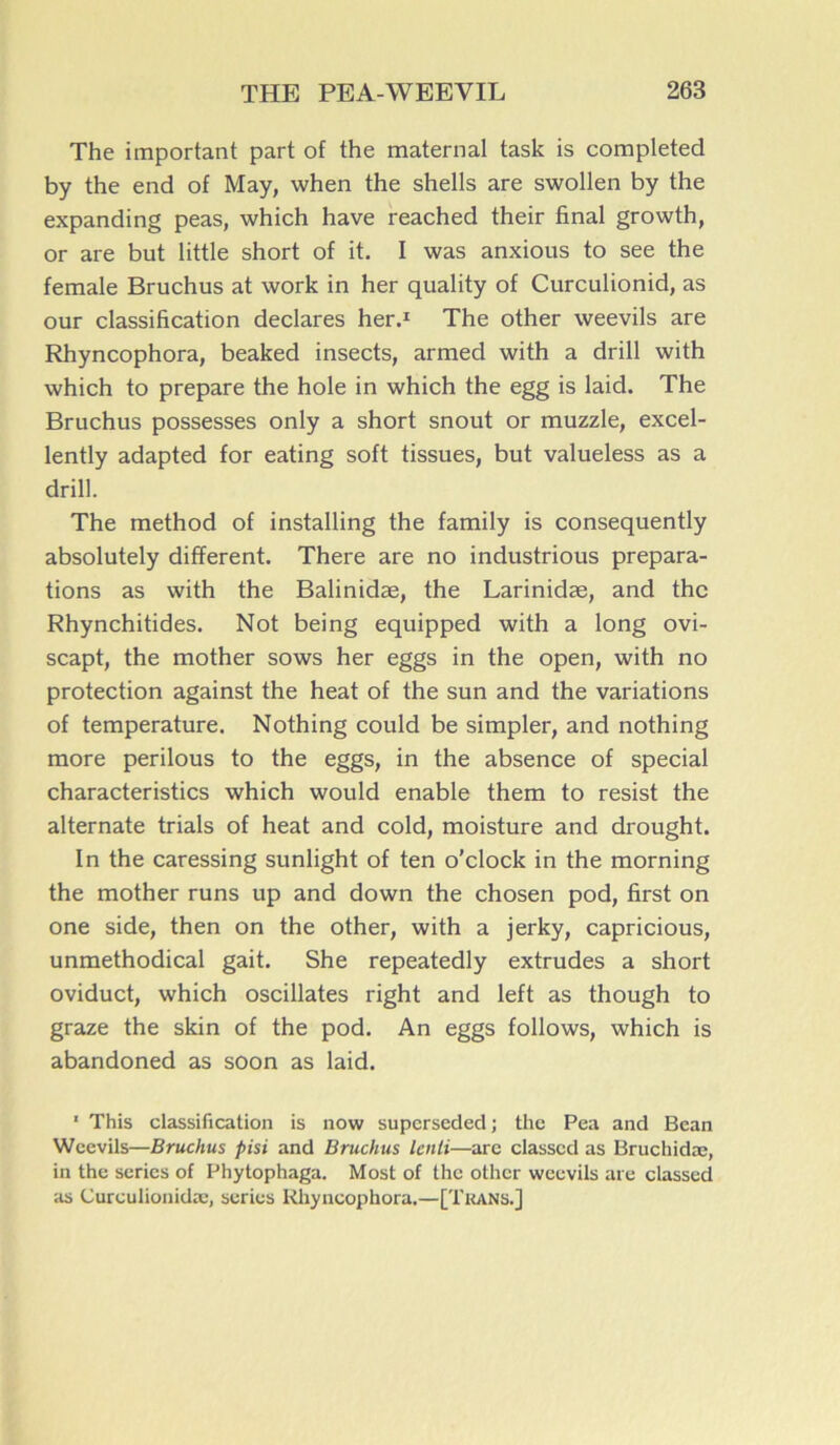 The important part of the maternai task is completed by the end of May, when the shells are swollen by the expanding peas, which hâve reached their final growth, or are but little short of it. I was anxious to see the female Bruchus at work in her quality of Curculionid, as our classification déclarés her.1 The other weevils are Rhyncophora, beaked insects, armed with a drill with which to préparé the hole in which the egg is laid. The Bruchus possesses only a short snout or muzzle, excel- lently adapted for eating soft tissues, but valueless as a drill. The method of installing the family is consequently absolutely different. There are no industrious prépara- tions as with the Balinidæ, the Larinidæ, and the Rhynchitides. Not being equipped with a long ovi- scapt, the mother sows her eggs in the open, with no protection against the heat of the sun and the variations of température. Nothing could be simpler, and nothing more perilous to the eggs, in the absence of spécial characteristics which would enable them to resist the alternate trials of heat and cold, moisture and drought. In the caressing sunlight of ten o’clock in the morning the mother runs up and down the chosen pod, first on one side, then on the other, with a jerky, capricious, unmethodical gait. She repeatedly extrudes a short oviduct, which oscillâtes right and left as though to graze the skin of the pod. An eggs follows, which is abandoned as soon as laid. 1 This classification is now superseded; the Pea and Bean Weevils—Bruchus pisi and Bruchus Icnli—are classcd as Bruchidæ, in the séries of Phytophaga. Most of the other weevils are classcd as Curculionidæ, sériés Rhyncophora.—[Trans.]