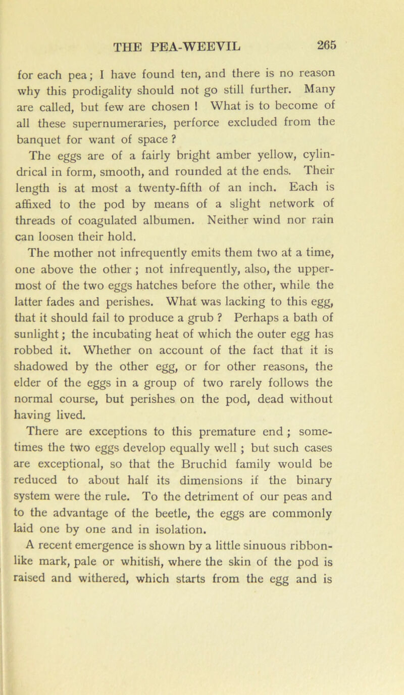 for each pea; I hâve found ten, and there is no reason why this prodigality should not go still further. Many are called, but few are chosen ! What is to become of ail these supernumeraries, perforce excluded from the banquet for want of space ? The eggs are of a fairly bright amber yellow, cylin- drical in form, smooth, and rounded at the ends. Their length is at most a twenty-fifth of an inch. Each is affixed to the pod by means of a slight network of threads of coagulated albumen. Neither wind nor rain can loosen their hold. The mother not infrequently emits them two at a time, one above the other ; not infrequently, also, the upper- most of the two eggs hatches before the other, while the latter fades and perishes. What was lacking to this egg, that it should fail to produce a grub ? Perhaps a bath of sunlight ; the incubating heat of which the outer egg has robbed it. Whether on account of the fact that it is shadowed by the other egg, or for other reasons, the elder of the eggs in a group of two rarely follows the normal course, but perishes on the pod, dead without having lived. There are exceptions to this prématuré end ; some- times the two eggs develop equally well ; but such cases are exceptional, so that the Bruchid family would be reduced to about half its dimensions if the binary System were the rule. To the détriment of our peas and to the advantage of the beetle, the eggs are commonly laid one by one and in isolation. A recent emergence is shown by a little sinuous ribbon- like mark, pale or whitish, where the skin of the pod is raised and withered, which starts from the egg and is