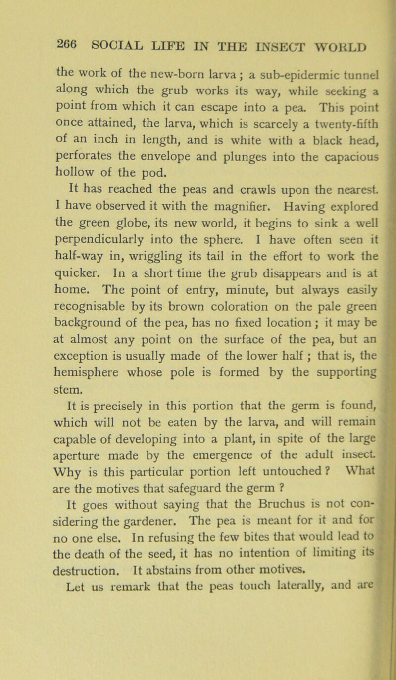 the work of the new-born larva ; a sub-epidermic tunnel along which the grub works its way, vvhile seeking a point from which it can escape into a pea. This point once attained, the larva, which is scarcely a twenty-fifth of an inch in length, and is white with a black head, perforâtes the envelope and plunges into the capacious hollow of the pod. It has reached the peas and crawls upon the nearest I hâve observed it with the magnifier. Having explored the green globe, its new world, it begins to sink a well perpendicularly into the sphere. I hâve often seen it half-way in, wriggling its tail in the effort to work the quicker. In a short tirne the grub disappears and is at home. The point of entry, minute, but always easily recognisable by its brown coloration on the pale green background of the pea, has no fixed location ; it may be at almost any point on the surface of the pea, but an exception is usually made of the lower half ; that is, the hemisphere whose pôle is formed by the supporting stem. It is precisely in this portion that the germ is found, which will not be eaten by the larva, and will remain capable of developing into a plant, in spite of the large aperture made by the emergence of the adult insect Why is this particular portion left untouched ? What are the motives that safeguard the germ ? It goes without saying that the Bruchus is not con- sidering the gardener. The pea is meant for it and for no one else. In refusing the few bites that would lead to the death of the seed, it has no intention of limiting its destruction. It abstains from other motives. Let us remark that the peas touch laterally, and are