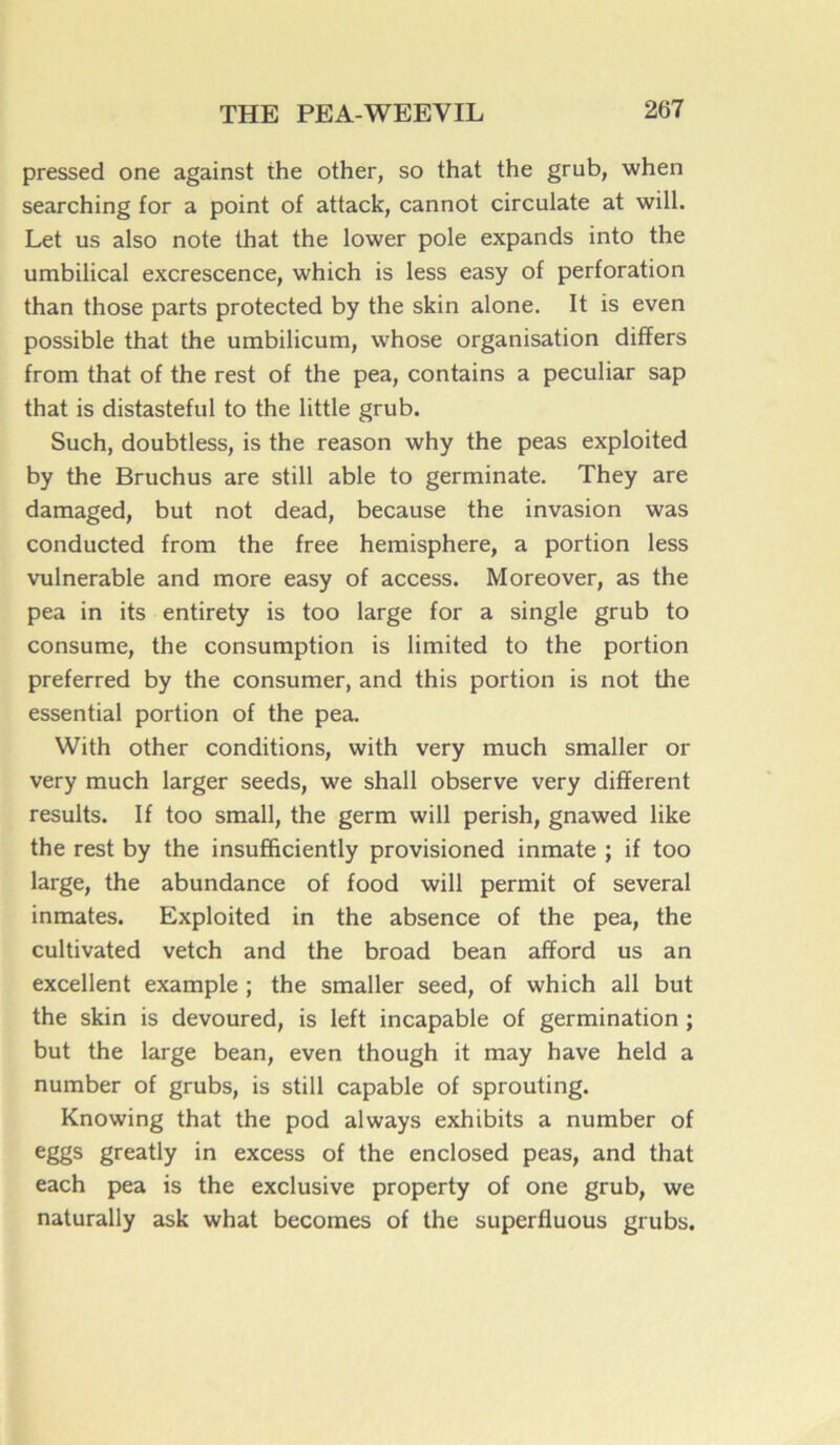 pressed one against the other, so that the grub, when searching for a point of attack, cannot circulate at will. Let us also note that the lower pôle expands into the umbilical excrescence, which is less easy of perforation than those parts protected by the skin alone. It is even possible that the umbilicum, whose organisation differs from that of the rest of the pea, contains a peculiar sap that is distasteful to the little grub. Such, doubtless, is the reason why the peas exploited by the Bruchus are still able to germinate. They are damaged, but not dead, because the invasion was conducted from the free hemisphere, a portion less vulnérable and more easy of access. Moreover, as the pea in its entirety is too large for a single grub to consume, the consumption is limited to the portion preferred by the consumer, and this portion is not the essential portion of the pea. With other conditions, with very much smaller or very much larger seeds, we shall observe very different results. If too small, the germ will perish, gnawed like the rest by the insufftciently provisioned inmate ; if too large, the abundance of food will permit of several inmates. Exploited in the absence of the pea, the cultivated vetch and the broad bean afford us an excellent example ; the smaller seed, of which ail but the skin is devoured, is left incapable of germination ; but the large bean, even though it may hâve held a number of grubs, is still capable of sprouting. Knowing that the pod always exhibits a number of eggs greatly in excess of the enclosed peas, and that each pea is the exclusive property of one grub, we naturally ask what becomes of the superfluous grubs.