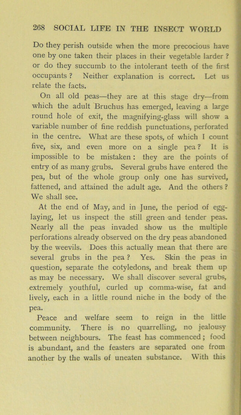 Do they perish outside when the more precocious hâve one by one taken their places in their vegetable larder ? or do they succumb to the intolérant teeth of the first occupants ? Neither explanation is correct. Let us relate the tacts. On ail old peas—they are at this stage dry—from which the adult Bruchus has emerged, leaving a large round hole of exit, the magnifying-glass will show a variable number of fine reddish punctuations, perforated in the centre. What are these spots, of which I count five, six, and even more on a single pea ? It is impossible to be mistaken : they are the points of entry of as many grubs. Several grubs hâve entered the pea, but of the whole group only one has survived, fattened, and attained the adult âge. And the others ? We shall see. At the end of May, and in June, the period of egg- laying, let us inspect the still green and tender peas. Nearly ail the peas invaded show us the multiple perforations already observed on the dry peas abandoned by the weevils. Does this actually mean that there are several grubs in the pea ? Yes. Skin the peas in question, separate the cotylédons, and break them up as may be necessary. We shall discover several grubs, extremely youthful, curled up comma-wise, fat and lively, each in a little round niche in the body of the pea. Peace and welfare seem to reign in the little community. There is no quarrelling, no jealousy between neighbours. The feast has commenced ; food is abundant, and the feasters are separated one from another by the walls of uneaten substance. With this