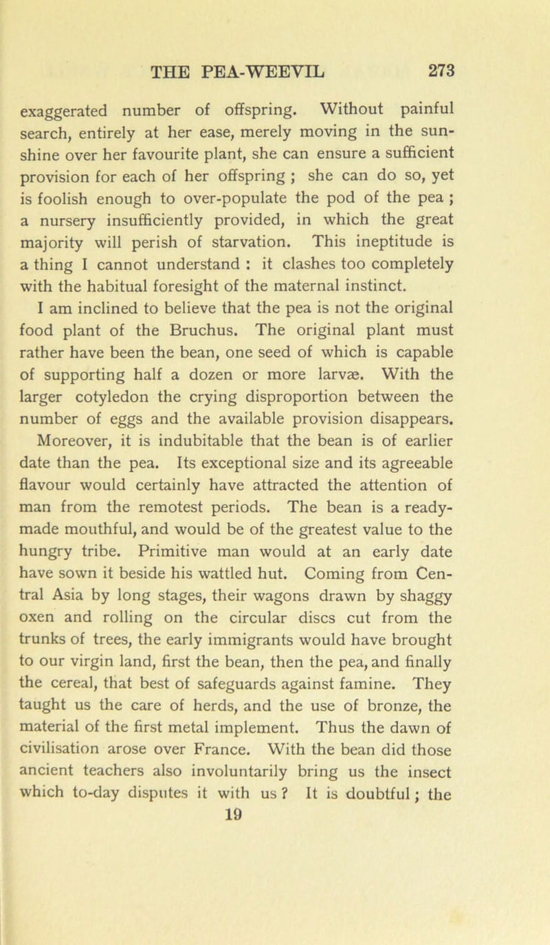 exaggerated number of offspring. Without painful search, entirely at her ease, merely moving in the sun- shine over her favourite plant, she can ensure a sufficient provision for each of her offspring ; she can do so, yet is foolish enough to over-populate the pod of the pea ; a nursery insufficiently provided, in which the great majority will perish of starvation. This ineptitude is a thing I cannot understand : it clashes too completely with the habituai foresight of the maternai instinct. I am inclined to believe that the pea is not the original food plant of the Bruchus. The original plant must rather hâve been the bean, one seed of which is capable of supporting half a dozen or more larvæ. With the larger cotylédon the crying disproportion between the number of eggs and the available provision disappears. Moreover, it is indubitable that the bean is of earlier date than the pea. Its exceptional size and its agreeable flavour would certainly hâve attracted the attention of man from the remotest periods. The bean is a ready- made mouthful, and would be of the greatest value to the hungry tribe. Primitive man would at an early date hâve sown it beside his wattled hut. Corning from Cen- tral Asia by long stages, their wagons drawn by shaggy oxen and rolling on the circular dises eut from the trunks of trees, the early immigrants would hâve brought to our virgin land, first the bean, then the pea, and finally the cereal, that best of safeguards against famine. They taught us the care of herds, and the use of bronze, the material of the first métal implement. Thus the dawn of civilisation arose over France. With the bean did those ancient teachers also involuntarily bring us the insect which to-day disputes it with us ? It is doubtful ; the 19