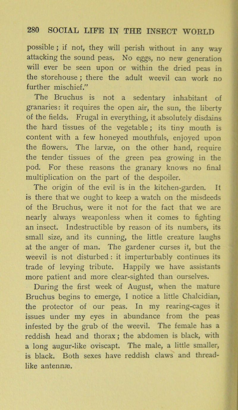 possible ; if not, they will perish without in any way attacking the sound peas. No eggs, no new génération will ever be seen upon or within the dried peas in the storehouse ; there the adult weevil can work no further mischief.” The Bruchus is not a sedentary inhabitant of granaries: it requires the open air, the sun, the liberty of the fields. Frugal in everything, it absolutely disdains the hard tissues of the vegetable ; its tiny mouth is content with a few honeyed mouthfuls, enjoyed upon the flowers. The larvæ, on the other hand, require the tender tissues of the green pea growing in the pod. For these reasons the granary knows no final multiplication on the part of the despoiler. The origin of the evil is in the kitchen-garden. It is there that we ought to keep a watch on the misdeeds of the Bruchus, were it not for the fact that we are nearly always weaponless when it cornes to fighting an insect. Indestructible by reason of its numbers, its small size, and its cunning, the little créature laughs at the anger of man. The gardener curses it, but the weevil is not disturbed : it imperturbably continues its trade of levying tribute. Happily we hâve assistants more patient and more clear-sighted than ourselves. During the first week of August, when the mature Bruchus begins to emerge, I notice a little Chalcidian, the protector of our peas. In my rearing-cages it issues under my eyes in abundance from the peas infested by the grub of the weevil. The female has a reddish head and thorax ; the abdomen is black, with a long augur-like oviscapt. The male, a little smaller, is black. Both sexes hâve reddish claws and thread- like antennæ.