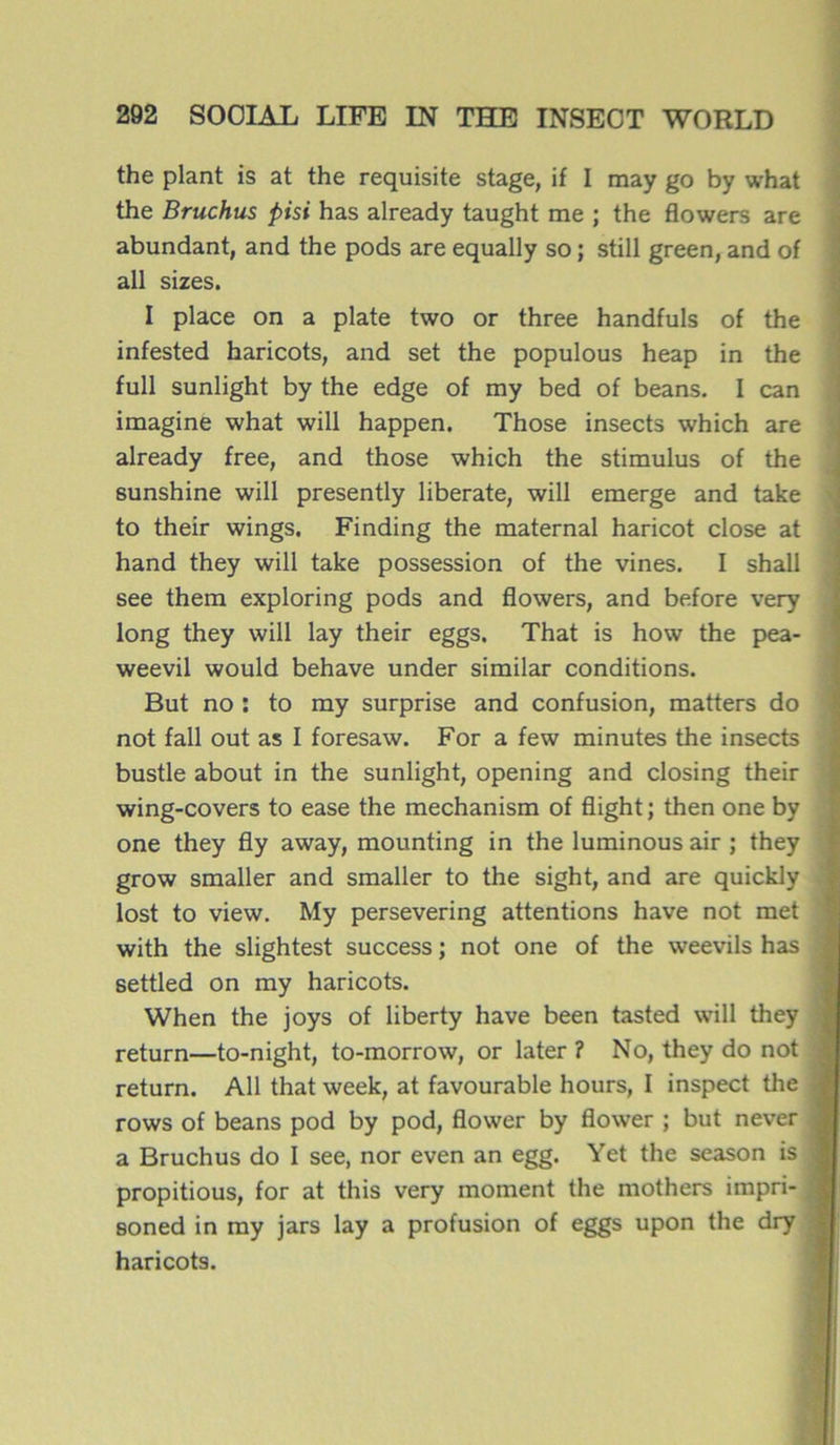 the plant is at the requisite stage, if I may go by what the Bruchus pisi has already taught me ; the flowers are abundant, and the pods are equally so ; still green, and of ail sizes. I place on a plate two or three handfuls of the infested haricots, and set the populous heap in the full sunlight by the edge of my bed of beans. I can imagine what will happen. Those insects which are already free, and those which the stimulus of the sunshine will presently liberate, will emerge and take to their wings. Finding the maternai haricot close at hand they will take possession of the vines. I shall see them exploring pods and flowers, and before very long they will lay their eggs. That is how the pea- weevil would behave under similar conditions. But no : to my surprise and confusion, matters do not fall out as I foresaw. For a few minutes the insects bustle about in the sunlight, opening and closing their wing-covers to ease the mechanism of flight ; then one by one they fly away, mounting in the luminous air ; they grow smaller and smaller to the sight, and are quickly lost to view. My persevering attentions hâve not met with the slightest success ; not one of the weevils has ; settled on my haricots. When the joys of liberty hâve been tasted will they ; return—to-night, to-morrow, or later ? No, they do not - return. Ail that week, at favourable hours, I inspect the J rows of beans pod by pod, flower by flower ; but never | a Bruchus do I see, nor even an egg. Yet the season is 1 propitious, for at this very moment the mothers impri- J soned in my jars lay a profusion of eggs upon the dry j haricots.