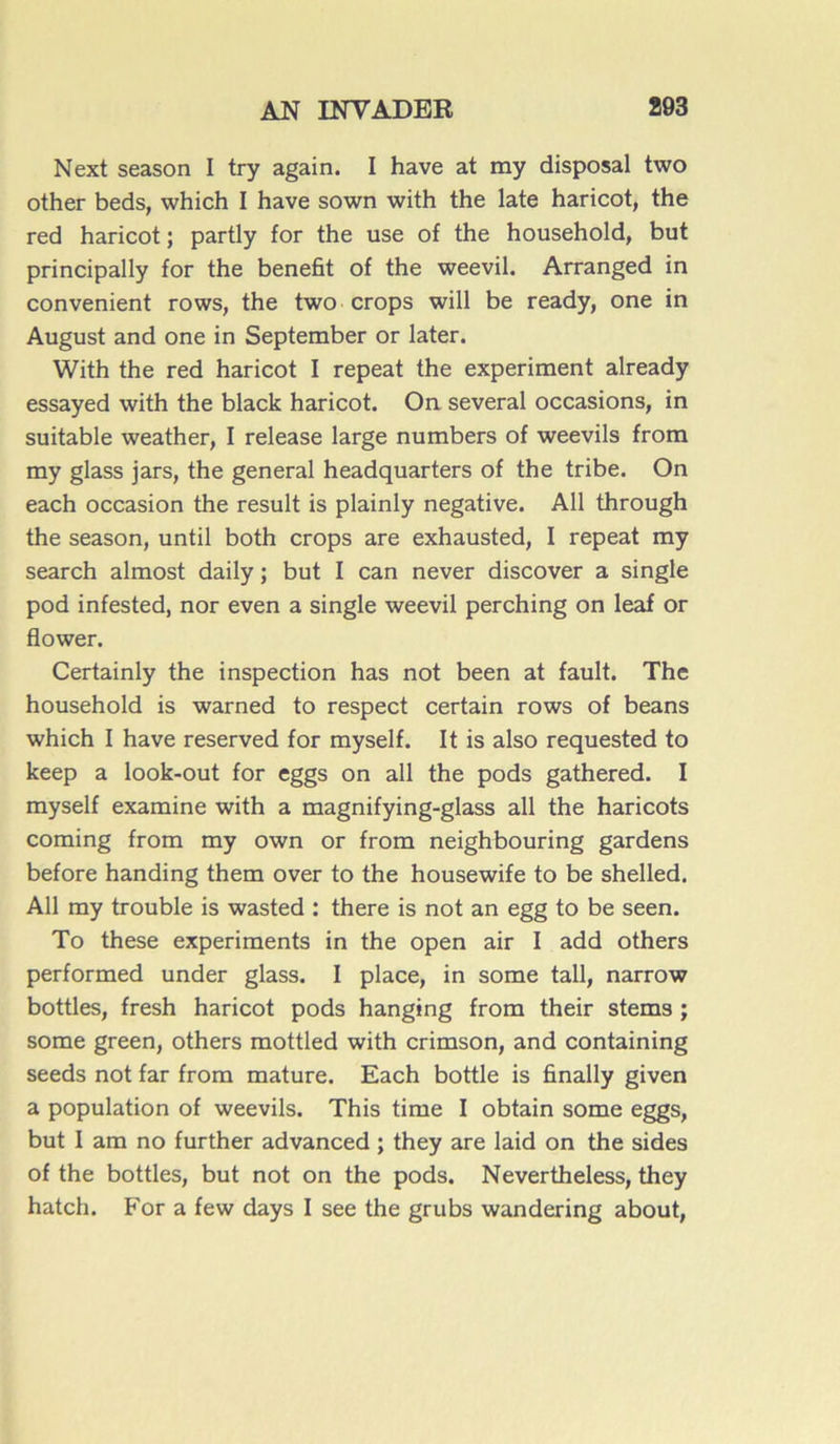 Next season I try again. I hâve at my disposai two other beds, which I hâve sown with the late haricot, the red haricot ; partly for the use of the household, but principally for the benefit of the weevil. Arranged in convenient rows, the two crops will be ready, one in August and one in September or later. With the red haricot I repeat the experiment already essayed with the black haricot. On several occasions, in suitable weather, I release large numbers of weevils from my glass jars, the general headquarters of the tribe. On each occasion the resuit is plainly négative. Ail through the season, until both crops are exhausted, I repeat my search almost daily ; but I can never discover a single pod infested, nor even a single weevil perching on leaf or flower. Certainly the inspection has not been at fault. The household is warned to respect certain rows of beans which I hâve reserved for myself. It is also requested to keep a look-out for eggs on ail the pods gathered. I myself examine with a magnifying-glass ail the haricots coming from my own or from neighbouring gardens before handing them over to the housewife to be shelled. Ail my trouble is wasted : there is not an egg to be seen. To these experiments in the open air I add others performed under glass. I place, in some tall, narrow bottles, fresh haricot pods hanging from their stems ; some green, others mottled with crimson, and containing seeds not far from mature. Each bottle is finally given a population of weevils. This time I obtain some eggs, but I am no further advanced ; they are laid on the sides of the bottles, but not on the pods. Nevertheless, they hatch. For a few days I see the grubs wandering about,