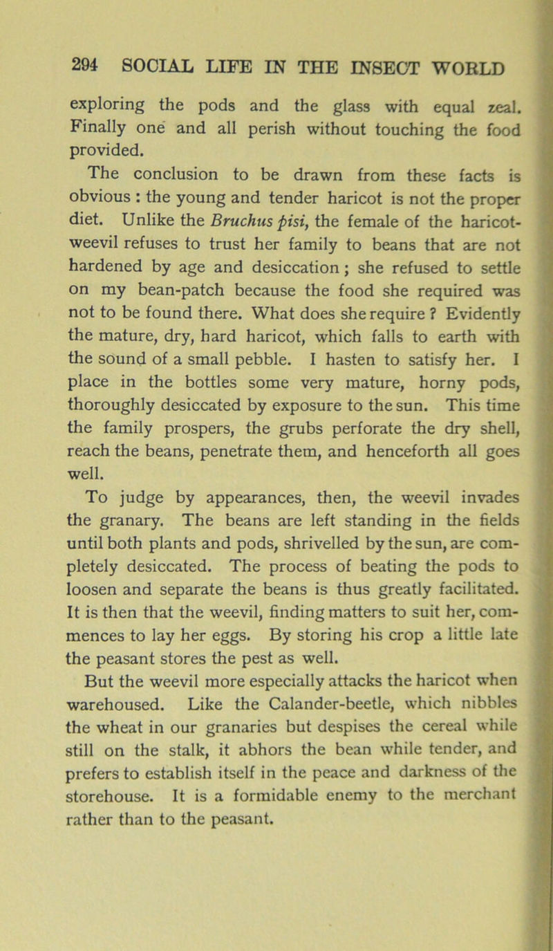 exploring the pods and the glass with equal zeal. Finally one and ail perish without touching the food provided. The conclusion to be drawn from these facts is obvious : the young and tender haricot is not the proper diet. Unlike the Bruchus pisi, the female of the haricot- weevil refuses to trust her family to beans that are not hardened by âge and desiccation ; she refused to settle on my bean-patch because the food she required was not to be found there. What does she require ? Evidently the mature, dry, hard haricot, which falls to earth with the sound of a small pebble. I hasten to satisfy her. I place in the bottles some very mature, horny pods, thoroughly desiccated by exposure to thesun. This time the family prospers, the grubs perforate the dry shell, reach the beans, penetrate them, and henceforth ail goes well. To judge by appearances, then, the weevil invades the granary. The beans are left standing in the fields until both plants and pods, shrivelled by the sun, are com- pletely desiccated. The process of beating the pods to loosen and separate the beans is thus greatly facilitated. It is then that the weevil, finding matters to suit her, com- mences to lay her eggs. By storing his crop a little late the peasant stores the pest as well. But the weevil more especially attacks the haricot when warehoused. Like the Calander-beetle, which nibbles the wheat in our granaries but despises the cereal while still on the stalk, it abhors the bean while tender, and prefers to establish itself in the peace and darkness of the storehouse. It is a formidable enemy to the merchant rather than to the peasant.