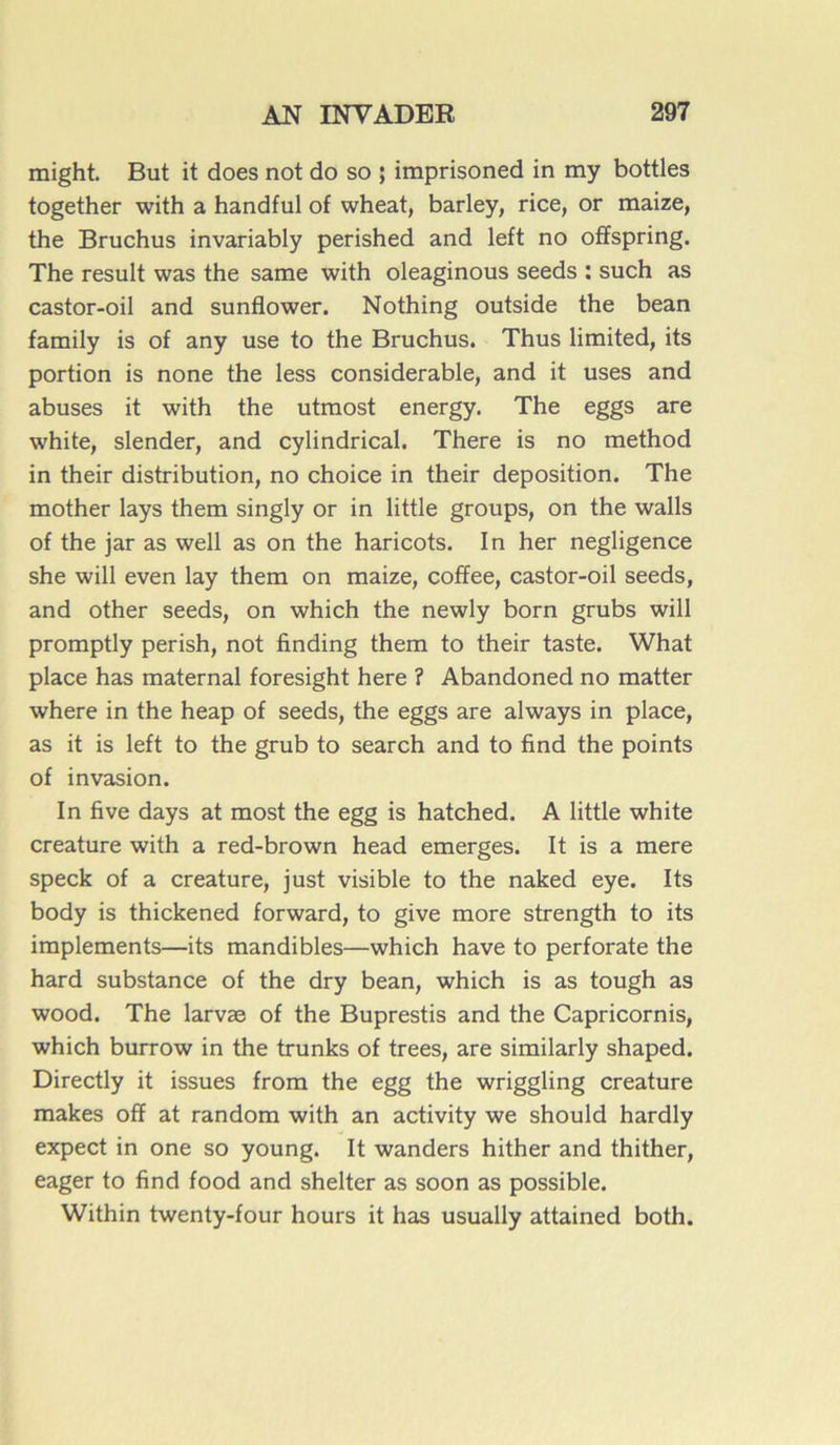 might. But it does not do so ; imprisoned in my bottles together with a handful of wheat, barley, rice, or maize, the Bruchus invariably perished and left no ofïspring. The resuit was the same with oleaginous seeds : such as castor-oil and sunflower. Nothing outside the bean family is of any use to the Bruchus. Thus limited, its portion is none the less considérable, and it uses and abuses it with the utmost energy. The eggs are white, slender, and cylindrical. There is no method in their distribution, no choice in their déposition. The mother lays them singly or in little groups, on the walls of the jar as well as on the haricots. In her négligence she will even lay them on maize, coffee, castor-oil seeds, and other seeds, on which the newly born grubs will promptly perish, not finding them to their taste. What place has maternai foresight here ? Abandoned no matter where in the heap of seeds, the eggs are always in place, as it is left to the grub to search and to find the points of invasion. In five days at most the egg is hatched. A little white créature with a red-brown head emerges. It is a mere speck of a créature, just visible to the naked eye. Its body is thickened forward, to give more strength to its implements—its mandibles—which hâve to perforate the hard substance of the dry bean, which is as tough as wood. The larvæ of the Buprestis and the Capricornis, which burrow in the trunks of trees, are similarly shaped. Directly it issues from the egg the wriggling créature makes off at random with an activity we should hardly expect in one so young. It wanders hither and thither, eager to find food and shelter as soon as possible. Within twenty-four hours it has usually attained both.