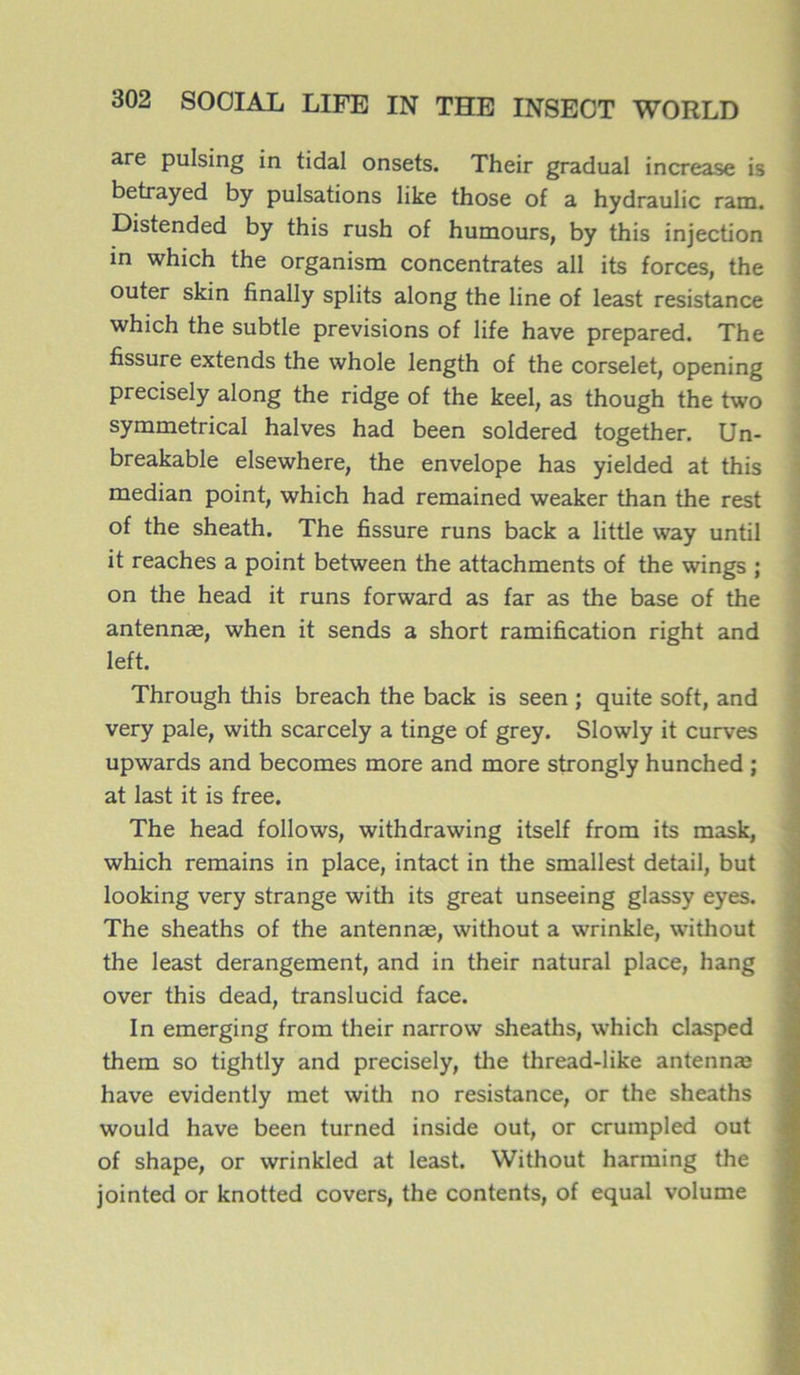 are pulsing in tidal onsets. Their graduai increase is betrayed by pulsations like those of a hydraulic ram. Distended by this rush of humours, by this injection in which the organism concentrâtes ail its forces, the outer skin finally splits along the line of least résistance which the subtle prévisions of life hâve prepared. The fissure extends the whole length of the corselet, opening precisely along the ridge of the keel, as though the two symmetrical halves had been soldered together. Un- breakable elsewhere, the envelope has yielded at this médian point, which had remained weaker than the rest of the sheath. The fissure runs back a little way until it reaches a point between the attachments of the wings ; on the head it runs forward as far as the base of the antennae, when it sends a short ramification right and left. Through this breach the back is seen ; quite soft, and very pale, with scarcely a tinge of grey. Slowly it curves upwards and becomes more and more strongly hunched ; at last it is free. The head follows, withdrawing itself from its mask, which remains in place, intact in the smallest detail, but looking very strange with its great unseeing glassy eyes. The sheaths of the antennæ, without a wrinkle, without the least dérangement, and in their natural place, hang over this dead, translucid face. In emerging from their narrow sheaths, which clasped them so tightly and precisely, the thread-like antennæ hâve evidently met with no résistance, or the sheaths would hâve been turned inside out, or crumpled out of shape, or wrinkled at least. Without harming the jointed or knotted covers, the contents, of equal volume