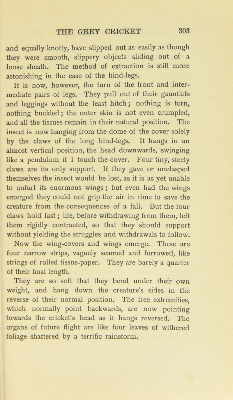 and equally knotty, hâve slipped out as easily as though they were smooth, slippery objects sliding out of a loose sheath. The method of extraction is still more astonishing in the case of the hind-legs. It is now, however, the turn of the front and inter- mediate pairs of legs. They pull out of their gauntlets and leggings without the least hitch ; nothing is torn, nothing buckled ; the outer skin is not even crumpled, and ail the tissues remain in their natural position. The insect is now hanging from the dôme of the cover solely by the claws of the long hind-legs. It hangs in an almost vertical position, the head downwards, swinging like a pendulum if I touch the cover. Four tiny, steely claws are its only support. If they gave or unclasped themselves the insect would be lost, as it is as yet unable to unfurl its enormous wings ; but even had the wings emerged they could not grip the air in time to save the créature from the conséquences of a fall. But the four claws hold fast ; life, before withdrawing from them, left them rigidly contracted, so that they should support without yielding the struggles and withdrawals to follow. Now the wing-covers and wings emerge. These are four narrow strips, vaguely seamed and furrowed, like strings of rolled tissue-paper. They are barely a quarter of their final length. They are so soft that they bend under their own weight, and hang down the creature's sides in the reverse of their normal position. The free extremities, which normally point backwards, are now pointing towards the cricket’s head as it hangs reversed. The organs of future flight are like four leaves of withered foliage shattered by a terrifie rainstorm.