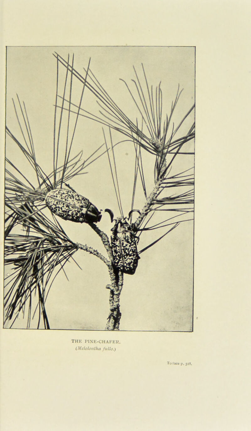 THE PINE-CHAI'ER. (Melolontha fullo.) To lace p. 318.