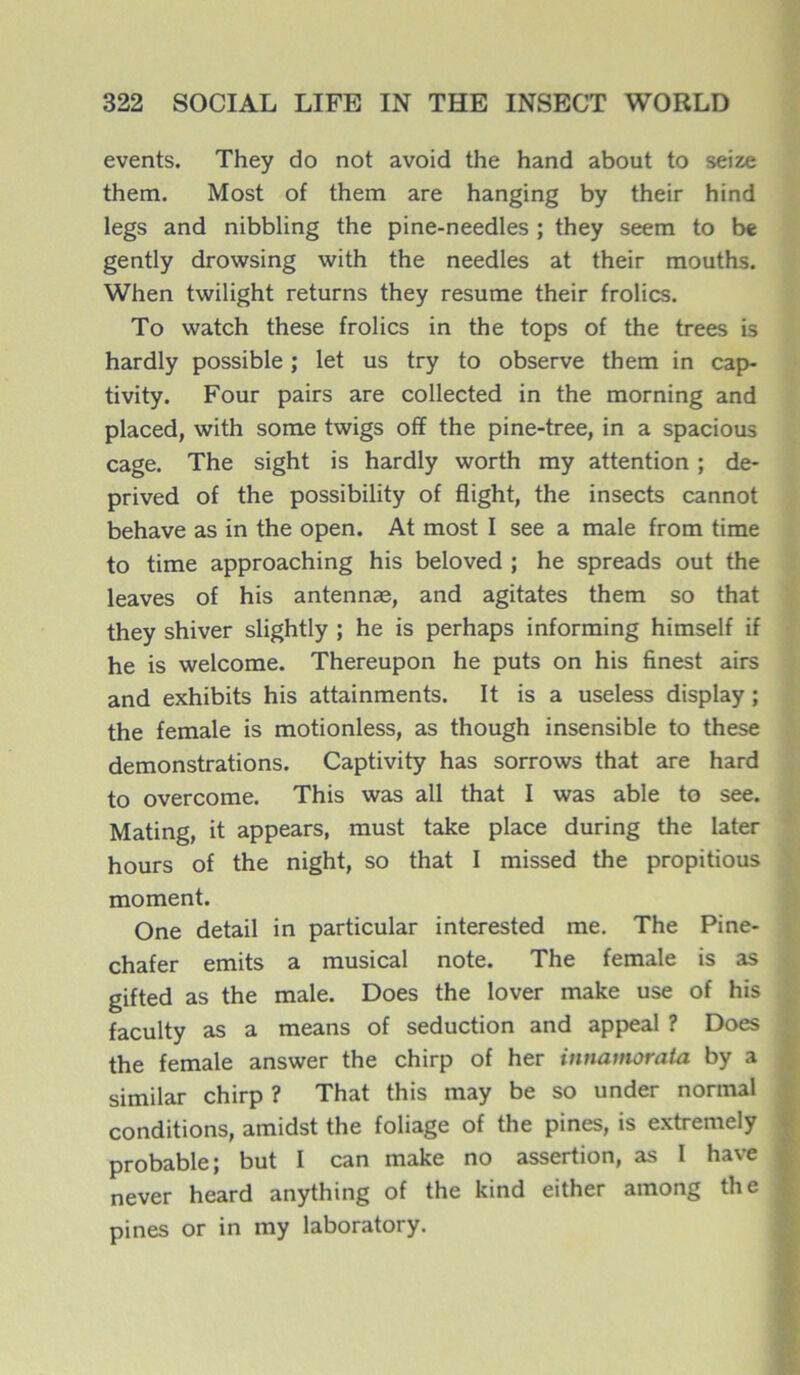 events. They do not avoid the hand about to seize them. Most of them are hanging by their hind legs and nibbling the pine-needles ; they seem to be gently drowsing with the needles at their mouths. When twilight returns they résumé their frolics. To watch these frolics in the tops of the trees is hardly possible ; let us try to observe them in cap- tivity. Four pairs are collected in the morning and placed, with some twigs off the pine-tree, in a spacious cage. The sight is hardly worth my attention ; de- prived of the possibility of flight, the insects cannot behave as in the open. At most I see a male from time to time approaching his beloved ; he spreads out the leaves of his antennæ, and agitâtes them so that they shiver slightly ; he is perhaps informing himself if he is welcome. Thereupon he puts on his finest airs and exhibits his attainments. It is a useless display ; the female is motionless, as though insensible to these démonstrations. Captivity has sorrows that are hard to overcome. This was ail that I was able to see. Mating, it appears, must take place during the Iater hours of the night, so that I missed the propitious moment. One detail in particular interested me. The Pine- chafer emits a musical note. The female is as gifted as the male. Does the lover make use of his faculty as a means of séduction and appeal ? Does the female answer the chirp of her innamorata by a similar chirp ? That this may be so under normal conditions, amidst the foliage of the pines, is extremely probable; but I can make no assertion, as I hâve never heard anything of the kind either among the pines or in my laboratory.