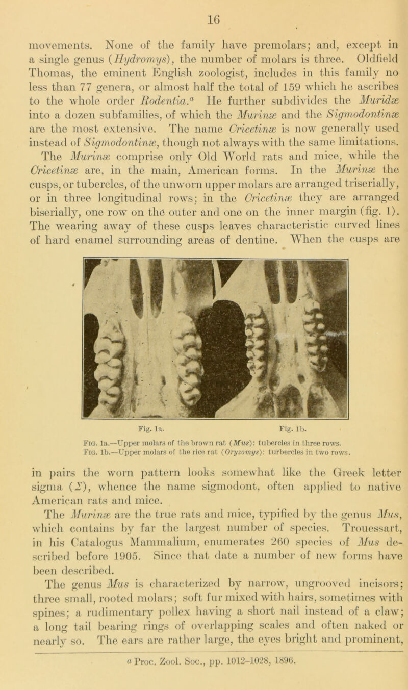 movements. None of the family have premolars; and, except in a single genus (Hydromys), the number of molars is three. Oldfield Thomas, the eminent English zoologist, includes in this family no less than 77 genera, or almost half the total of 159 which he ascribes to the whole order Rodentia.a He further subdivides the Muridx into a dozen subfamilies, of which the Murinx and the Sigmodontinx are the most extensive. The name Cricetinx is now generally used instead of Sigmodontinx, though not always with the same limitations. The Murinx comprise only Old World rats and mice, while the Cricetinx are, in the main, American forms. In the Murinx the cusps, or tubercles, of the unworn upper molars are arranged triserially, or in three longitudinal rows; in the Cricetinx they are arranged biserially, one row on the outer and one on the inner margin (fig. 1). The wearing awray of these cusps leaves characteristic curved lines of hard enamel surrounding areas of dentine. When the cusps are Fig. la. Fig. lb. Fig. la.—Upper molars of the brown rat (ifus): tubercles in three rows. Fig. lb.—Upper molars of the rice rat (Oryzomys): turbercles in two rows. in pairs the worn pattern looks somewhat like the Greek letter sigma (A), whence the name sigmodont, often applied to native American rats and mice. The Murinx are the true rats and mice, typified by the genus Mus, which contains by far the largest number of species. Trouessart, in his Catalogus Mammalium, enumerates 260 species of Mus de- scribed before 1905. Since that date a number of new forms have been described. The genus Mus is characterized by narrow, ungrooved incisors; three small, rooted molars; soft fur mixed with hairs, sometimes with spines; a rudimentary pollex having a short nail instead of a claw; a long tail bearing rings of overlapping scales and often naked or nearly so. The ears are rather large, the eyes bright and prominent, aProc. Zool. Soe., pp. 1012-1028, 1896.