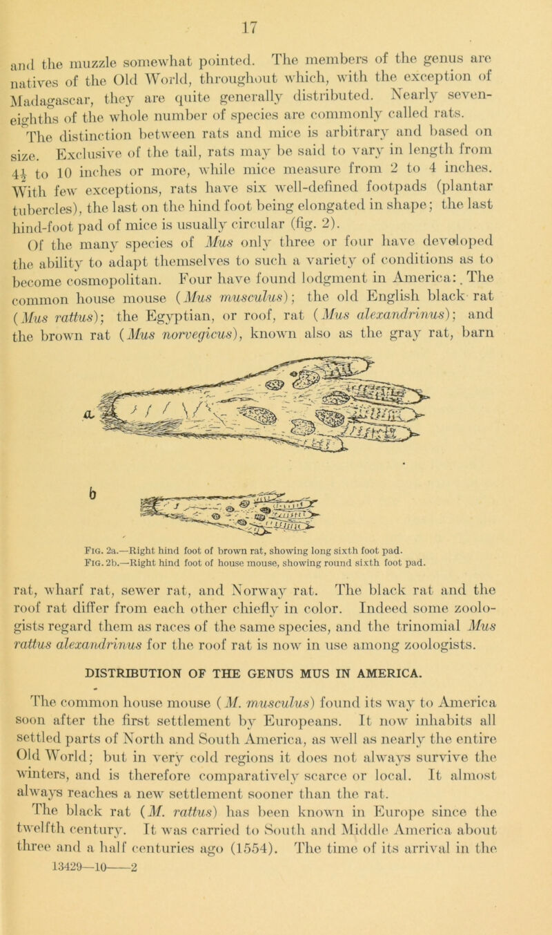 and the muzzle somewhat pointed. The members of the genus are natives of the Old World, throughout which, with the exception of Madagascar, they are quite generally distributed. Nearly seven- eighths of the whole number of species are commonly called rats. q'he distinction between rats and mice is arbitrary and based on size. Exclusive of the tail, rats may be said to vary in length from 41 to 10 inches or more, while mice measure from 2 to 4 inches. With few exceptions, rats have six well-defined footpads (plantar tubercles), the last on the hind foot being elongated in shape; the last hind-foot pad of mice is usually circular (fig. 2). Of the many species of Mus only three or four have developed the ability to adapt themselves to such a variety of conditions as to become cosmopolitan. Four have found lodgment in America:. The common house mouse (Mus musculus); the old English black rat (Mus rattus); the Egyptian, or roof, rat (Mus alexandrinus); and the brown rat (Mus norvegicus), known also as the gray rat, barn a. b Fig. 2a.—Right hind foot of brown rat, showing long sixth foot pad. Fig. 2b.—Right hind foot of house mouse, showing round sixth foot pad. rat, wharf rat, sewer rat, and Norway rat. The black rat and the roof rat differ from each other chiefly in color. Indeed some zoolo- gists regard them as races of the same species, and the trinomial Mus rattus alexandrinus for the roof rat is now in use among zoologists. DISTRIBUTION OF THE GENUS MUS IN AMERICA. The common house mouse (M. musculus) found its way to America soon after the first settlement by Europeans. It now inhabits all settled parts of North and South America, as vrell as nearly the entire Old World; but in very cold regions it does not always survive the winters, and is therefore comparatively scarce or local. It almost always reaches a new settlement sooner than the rat. The black rat (M. rattus) has been known in Europe since the twelfth century. It was carried to South and Middle America about three and a half centuries ago (1554). The time of its arrival in the 13429—10 2