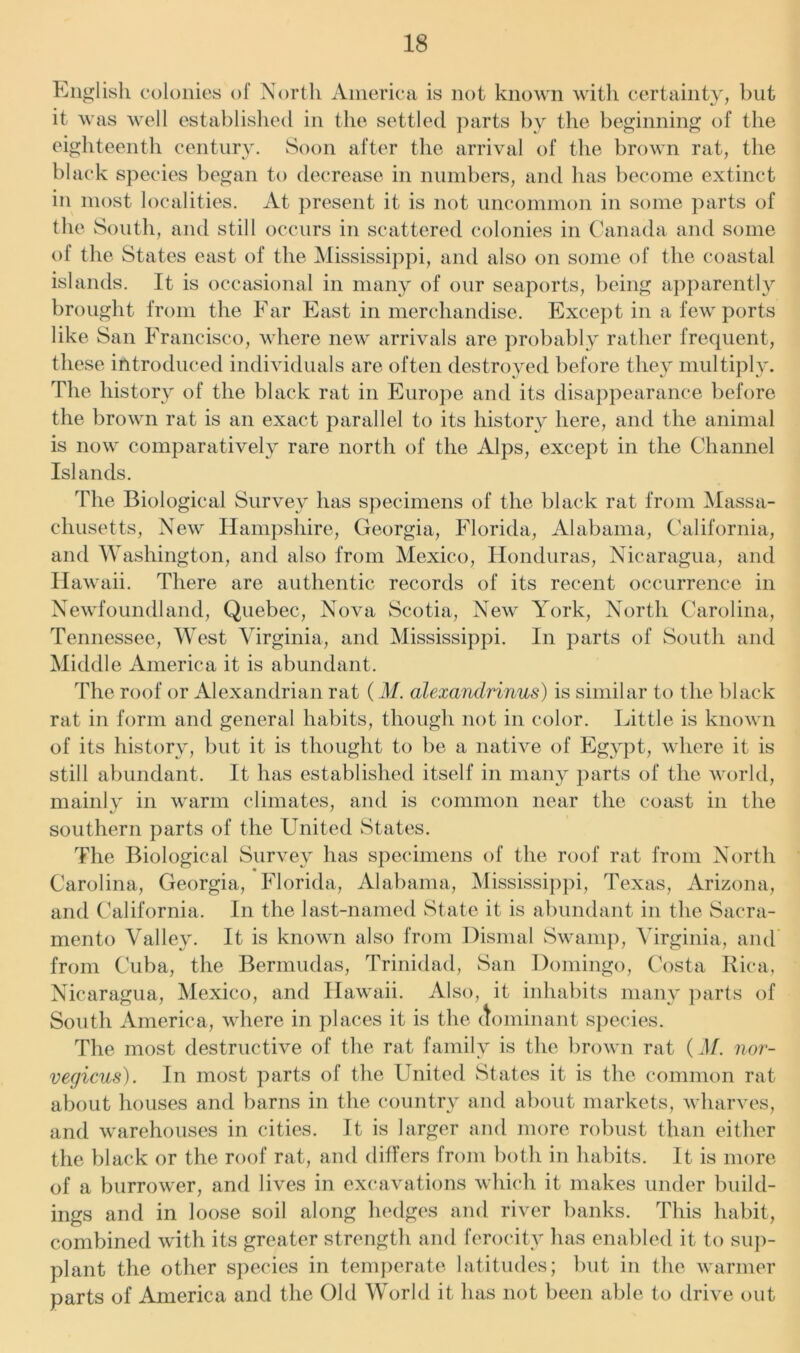 English colonies of North America is not known with certainty, but it was well established in the settled parts by the beginning of the eighteenth century. Soon after the arrival of the brown rat, the black species began to decrease in numbers, and has become extinct in most localities. At present it is not uncommon in some parts of the South, and still occurs in scattered colonies in Canada and some of the States east of the Mississippi, and also on some of the coastal islands. It is occasional in many of our seaports, being apparently brought from the Far East in merchandise. Except in a few ports like San Francisco, where new arrivals are probably rather frequent, these introduced individuals are often destroyed before they multiply. The history of the black rat in Europe and its disappearance before the brown rat is an exact parallel to its history here, and the animal is now comparatively rare north of the Alps, except in the Channel Islands. The Biological Survey has specimens of the black rat from Massa- chusetts, New Hampshire, Georgia, Florida, Alabama, California, and Washington, and also from Mexico, Honduras, Nicaragua, and Hawaii. There are authentic records of its recent occurrence in Newfoundland, Quebec, Nova Scotia, New York, North Carolina, Tennessee, Wrest Virginia, and Mississippi. In parts of South and Middle America it is abundant. The roof or Alexandrian rat (M. alexandrinus) is similar to the black rat in form and general habits, though not in color. Little is known of its history, but it is thought to be a native of Egypt, where it is still abundant. It has established itself in many parts of the world, mainly in warm climates, and is common near the coast in the southern parts of the United States. The Biological Survey has specimens of the roof rat from North Carolina, Georgia, Florida, Alabama, Mississippi, Texas, Arizona, and California. In the last-named State it is abundant in the Sacra- mento Valley. It is known also from Dismal Swamp, Virginia, and from Cuba, the Bermudas, Trinidad, San Domingo, Costa Rica, Nicaragua, Mexico, and Hawaii. Also, it inhabits many parts of South America, where in places it is the dominant species. The most destructive of the rat family is the brown rat (M. nor- vegicus). In most parts of the United States it is the common rat about houses and barns in the country and about markets, wharves, and warehouses in cities. It is larger and more robust than either the black or the roof rat, and differs from both in habits. It is more of a borrower, and lives in excavations which it makes under build- ings and in loose soil along hedges and river banks. This habit, combined with its greater strength and ferocity has enabled it to sup- plant the other species in temperate latitudes; but in the warmer parts of America and the Old World it has not been able to drive out