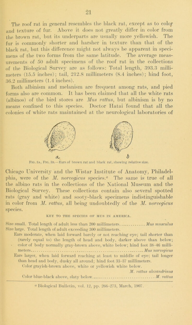 The roof rat in general resembles the black rat, except as to color and texture of fur. Above it does not greatly differ in color from the brown rat, but its underparts are usually more yellowish. The fur is commonly shorter and harsher in texture than that of the black rat, but this difference might not always be apparent in speci- mens of the two forms from the same latitude. The average meas- urements of 50 adult specimens of the roof rat in the collections of the Biological Survey are as follows: Total length, 393.3 milli- meters (15.5 inches); tail, 212.8 millimeters (S.4 inches); hind foot, 36.2 millimeters (1.4 inches). Both albinism and melanism are frequent among rats, and pied forms also are common. It has been claimed that all the white rats (albinos) of the bird stores are Mus rattus, but albinism is by no means confined to this species. Doctor Hatai found that all the colonies of white rats maintained at the neurological laboratories of Fig. 3a, Fig. 3b.—Ears of brown rat and black rat, showing relative size. Chicago University and the Wistar Institute of Anatomy, Philadel- phia, were of the M. norvegicus species.® The same is true of all the albino rats in the collections of the National Museum and the Biological Survey. These collections contain also several spotted rats (gray and white) and sooty-black specimens indistinguishable in color from M. rattus, all being undoubtedly of the M. norvegicus species. KEY TO THE SPECIES OF MUS IN AMERICA. Size small. Total length of adult less than 200 millimeters Mus musculus Size large. Total length of adult exceeding 300 millimeters. Ears moderate, when laid forward barely or not reaching eye; tail shorter than (rarely equal to) the length of head and body, darker above than below; color of body normally gray-brown above, white below; hind foot 38-46 milli- meters Mus norvegicus Ears larger, when laid forward reaching at least to middle of eye; tail longer than head and body, dusky all around; hind foot 33-37 millimeters. Color grayish-brown above, white or yellowish white below. M. rattus alexandrinus Color blue-black above, slaty below M. rattus a Biological Bulletin, vol. 12, pp. 266-273, March, 1907.