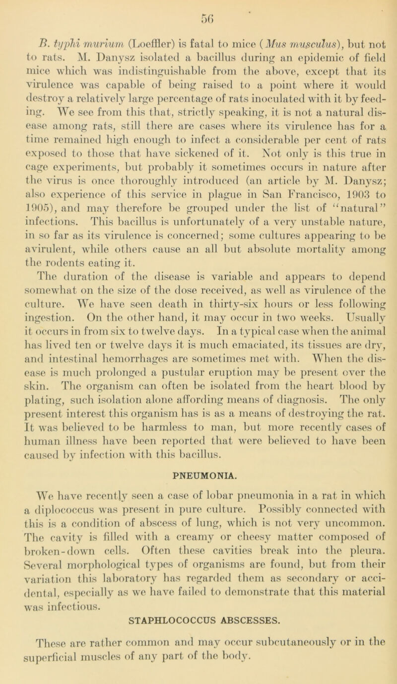 B. typhi murium (Loeffler) is fatal to mice (Mus m us cuius), but not to rats. M. Danysz isolated a bacillus during an epidemic of field mice which was indistinguishable from the above, except that its virulence was capable of being raised to a point where it would destroy a relatively large percentage of rats inoculated with it by feed- ing. We see from this that, strictly speaking, it is not a natural dis- ease among rats, still there are cases where its virulence has for a time remained high enough to infect a considerable per cent of rats exposed to those that have sickened of it. Not only is this true in cage experiments, but probably it sometimes occurs in nature after the virus is once thoroughly introduced (an article by M. Danysz; also experience of this service in plague in San Francisco, 1903 to 1905), and may therefore be grouped under the list of “natural” infections. This bacillus is unfortunately of a very unstable nature, in so far as its virulence is concerned; some cultures appearing to be avirulent, while others cause an all but absolute mortality among the rodents eating it. The duration of the disease is variable and appears to depend somewhat on the size of the dose received, as well as virulence of the culture. We have seen death in thirty-six hours or less following ingestion. On the other hand, it may occur in two weeks. Usually it occurs in from six to twelve days. In a typical case when the animal has lived ten or twelve days it is much emaciated, its tissues are dry, and intestinal hemorrhages are sometimes met with. When the dis- ease is much prolonged a pustular eruption may be present over the skin. The organism can often be isolated from the heart blood by plating, such isolation alone affording means of diagnosis. The only present interest this organism has is as a means of destroying the rat. It was believed to be harmless to man, but more recently cases of human illness have been reported that were believed to have been caused by infection with this bacillus. PNEUMONIA. We have recently seen a case of lobar pneumonia in a rat in which a diplococcus was present in pure culture. Possibly connected with this is a condition of abscess of lung, which is not very uncommon. The cavity is filled with a creamy or cheesy matter composed of broken-down cells. Often these cavities break into the pleura. Several morphological types of organisms are found, but from their variation this laboratory has regarded them as secondary or acci- dental, especially as we have failed to demonstrate that this material was infectious. STAPHLOCOCCUS ABSCESSES. These are rather common and may occur subcutaneously or in the superficial muscles of any part of the body.