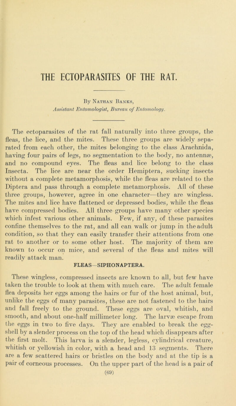 THE ECTOPARASITES OF THE RAT. By Nathan Banks, Assistant Entomologist, Bureau of Entomology. The ectoparasites of the rat fall naturally into three groups, the fleas, the lice, and the mites. These three groups are widely sepa- rated from eacli other, the mites belonging to the class Arachnida, having four pairs of legs, no segmentation to the body, no antennae, and no compound eyes. The fleas and lice belong to the class Insecta. The lice are near the order Hemiptera, sucking insects without a complete metamorphosis, while the fleas are related to the Diptera and pass through a complete metamorphosis. All of these three groups, however, agree in one character—they are wingless. The mites and lice have flattened or depressed bodies, while the fleas have compressed bodies. All three groups have many other species which infest various other animals. Few, if any, of these parasites confine themselves to the rat, and all can walk or jump in the adult condition, so that they can easily transfer their attentions from one rat to another or to some other host. The majority of them are known to occur on mice, and several of the fleas and mites will readilv attack man. FLEAS—SIPHONAPTERA. These wingless, compressed insects are known to all, but few have taken the trouble to look at them with much care. The adult female flea deposits her eggs among the hairs or fur of the host animal, but, unlike the eggs of many parasites, these are not fastened to the hairs and fall freely to the ground. These eggs are oval, whitish, and smooth, and about one-half millimeter long. The larvae escape from the eggs in two to five days. They are enabled to break the egg- shell by a slender process on the top of the head which disappears after the first molt. This larva is a slender, legless, cylindrical creature, whitish or yellowish in color, with a head and 13 segments. There are a few scattered hairs or bristles on the body and at the tip is a pair of corneous processes. On the upper part of the head is a pair of