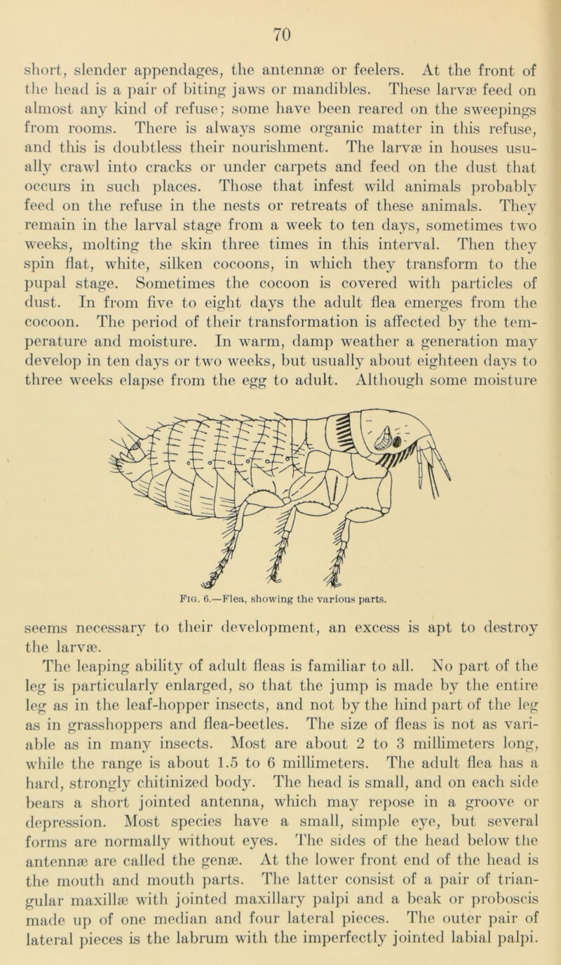 short, slender appendages, the antennae or feelers. At the front of the head is a pair of biting jaws or mandibles. These larvae feed on almost any kind of refuse; some have been reared on the sweepings from rooms. There is always some organic matter in this refuse, and this is doubtless their nourishment. The larvae in houses usu- ally crawl into cracks or under carpets and feed on the dust that occurs in such places. Those that infest wild animals probably feed on the refuse in the nests or retreats of these animals. They remain in the larval stage from a week to ten days, sometimes two weeks, molting the skin three times in this interval. Then they spin flat, white, silken cocoons, in which they transform to the pupal stage. Sometimes the cocoon is covered with particles of dust. In from five to eight days the adult flea emerges from the cocoon. The period of their transformation is affected by the tem- perature and moisture. In warm, damp weather a generation may develop in ten days or two weeks, but usually about eighteen days to three weeks elapse from the egg to adult. Although some moisture seems necessary to their development, an excess is apt to destroy the larvae. The leaping ability of adult fleas is familiar to all. No part of the leg is particularly enlarged, so that the jump is made by the entire leg as in the leaf-hopper insects, and not by the hind part of the leg as in grasshoppers and flea-beetles. The size of fleas is not as vari- able as in many insects. Most are about 2 to 3 millimeters long, while the range is about 1.5 to 6 millimeters. The adult flea has a hard, strongly chitinized body. The head is small, and on each side bears a short jointed antenna, which may repose in a groove or depression. Most species have a small, simple eye, but several forms are normally without eyes. The sides of the head below the antennae are called the genae. At the lower front end of the head is the mouth and mouth parts. The latter consist of a pair of trian- gular maxillae with jointed maxillary palpi and a beak or proboscis made up of one median and four lateral pieces. The outer pair of lateral pieces is the labrum with the imperfectly jointed labial palpi.